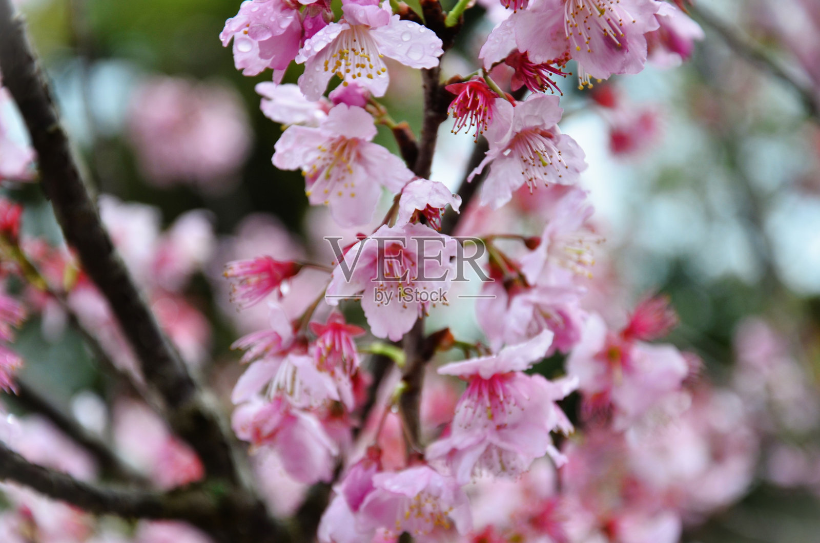 桃李在花园里开着粉红色的花照片摄影图片