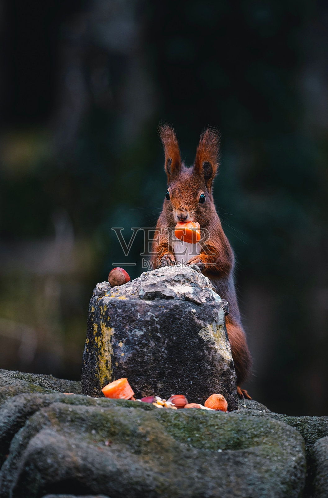一只松鼠在吃胡萝卜，栖息在长满苔藓的岩石上照片摄影图片