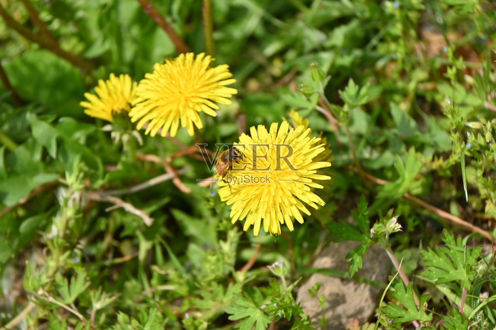 蒲公英的花和绒毛。照片摄影图片