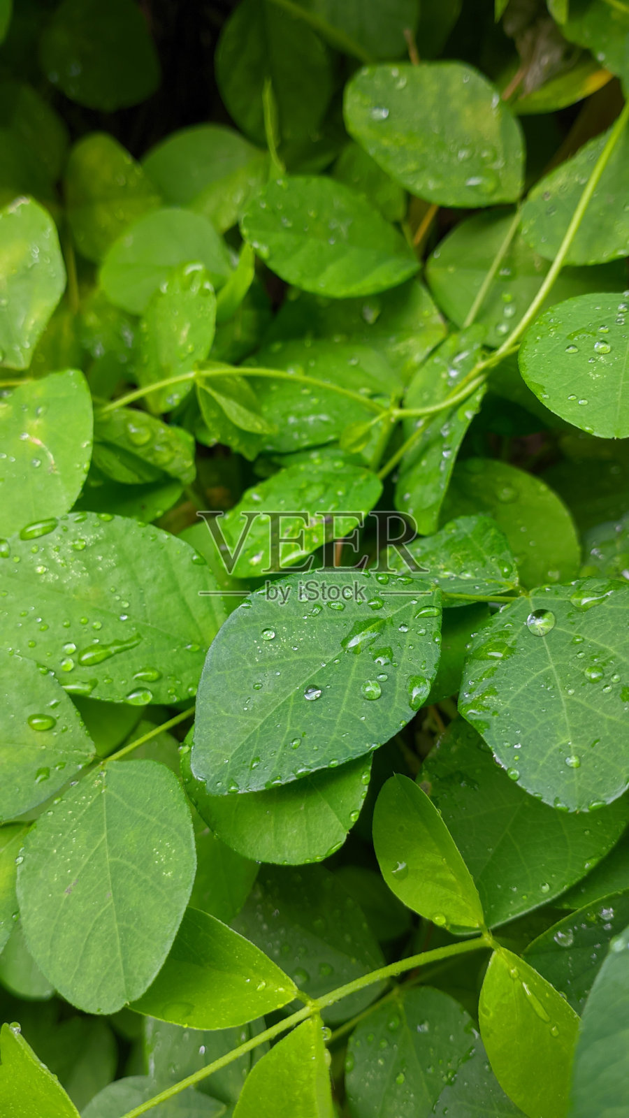 自然的叶子照片摄影图片