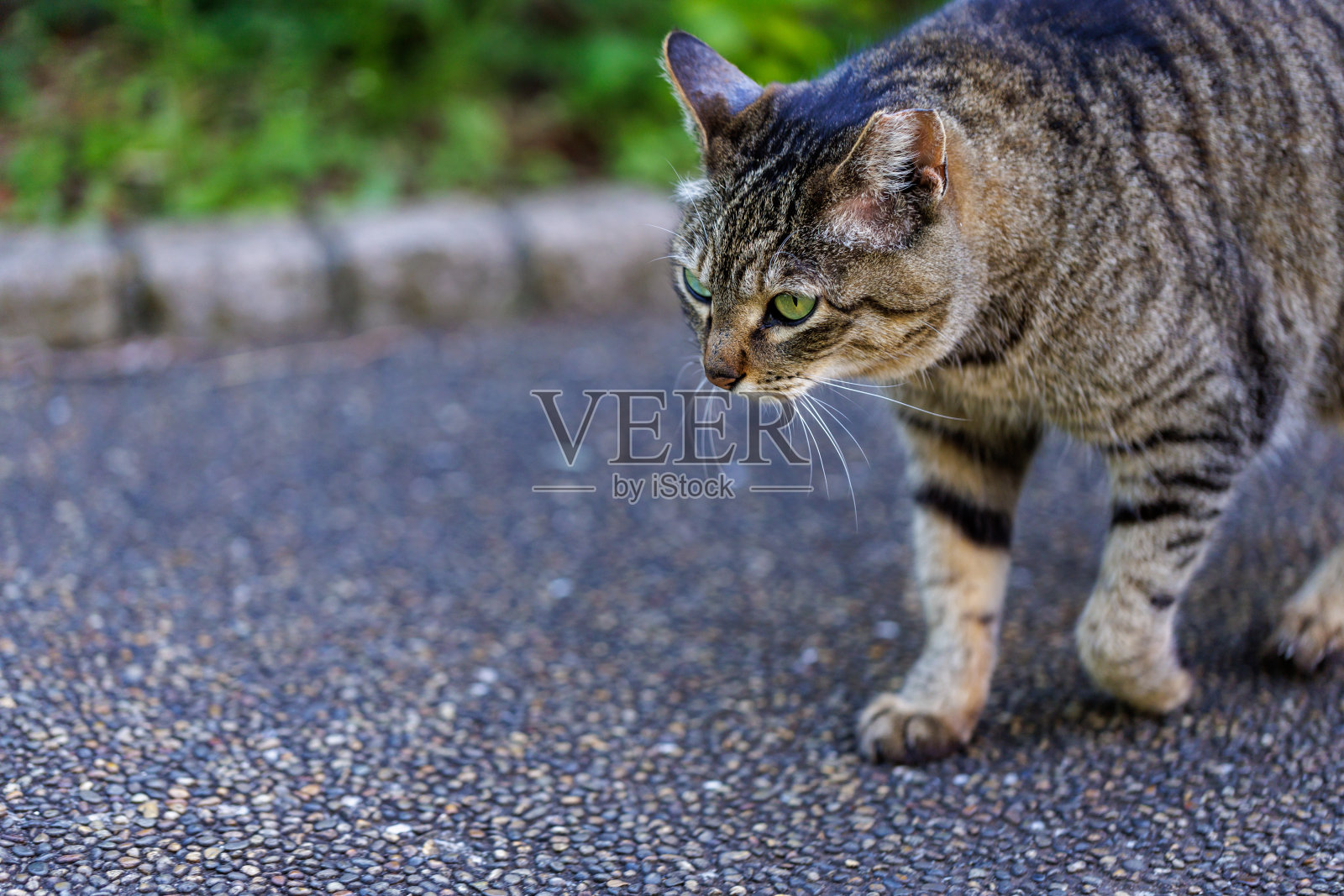 野鸡的猫照片摄影图片