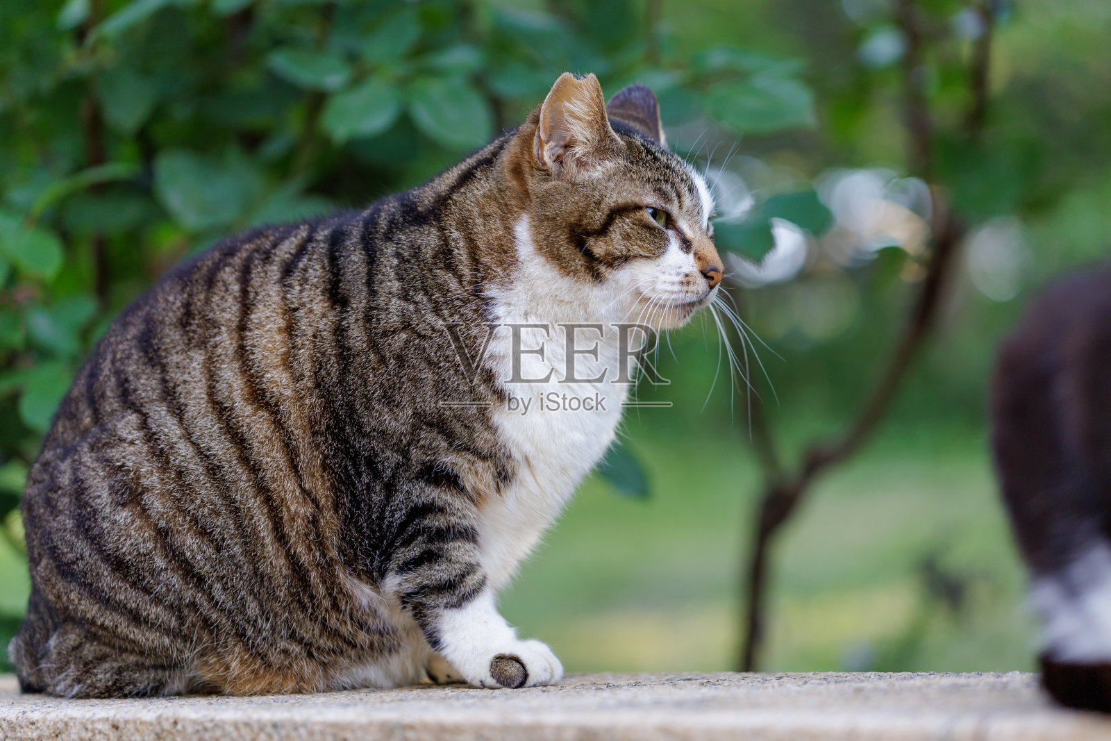 鲭鱼的猫照片摄影图片