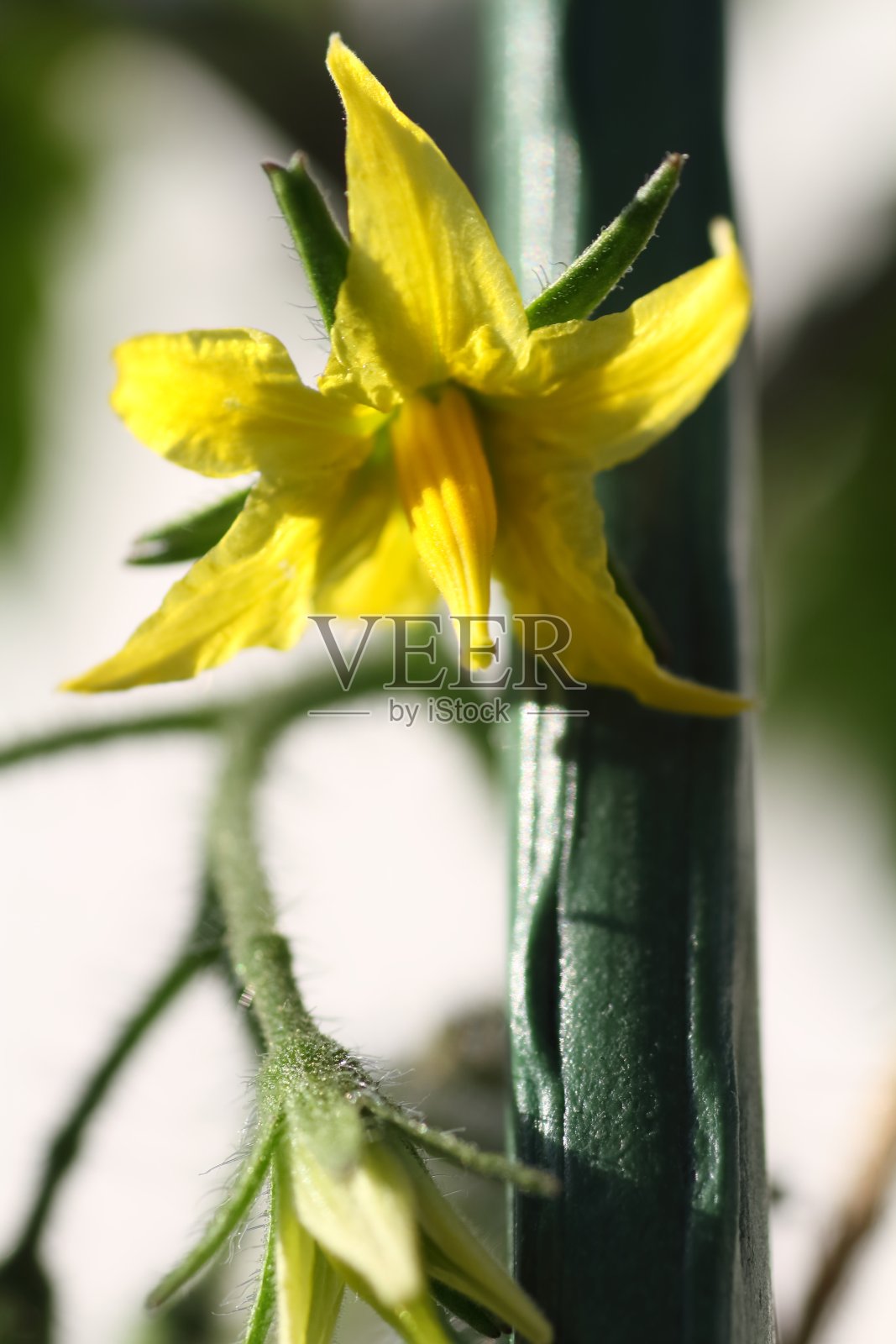 小番茄花照片摄影图片