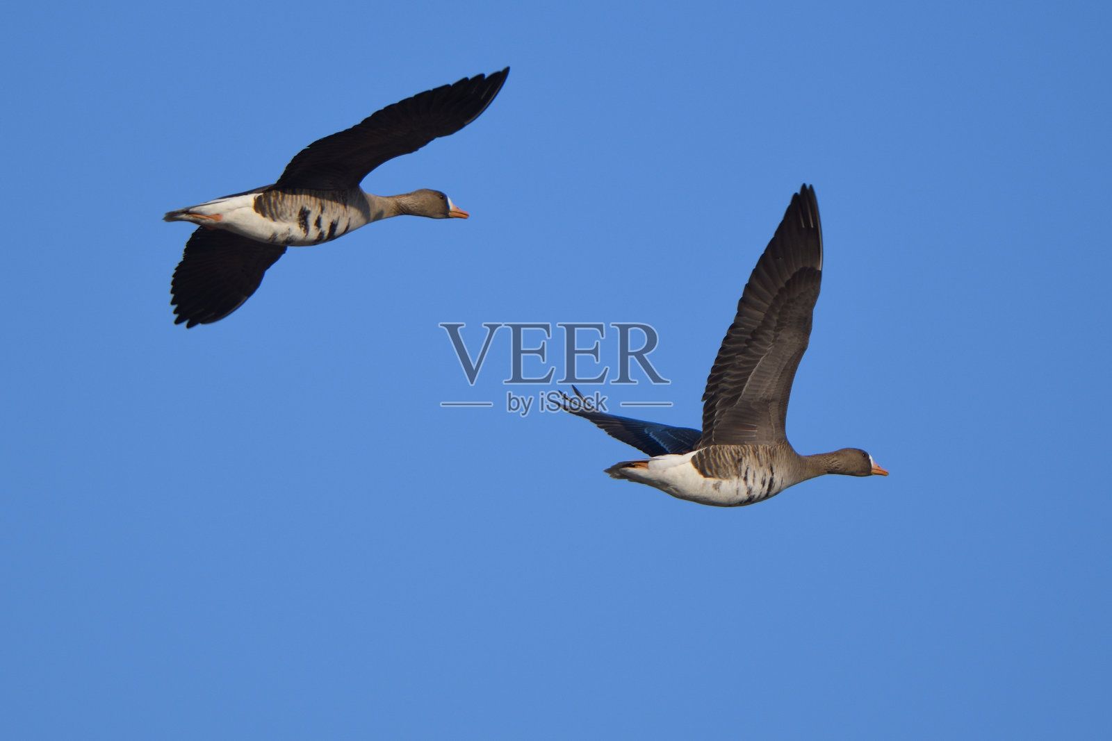 北海道，一群春季迁徙的大白额鹅照片摄影图片