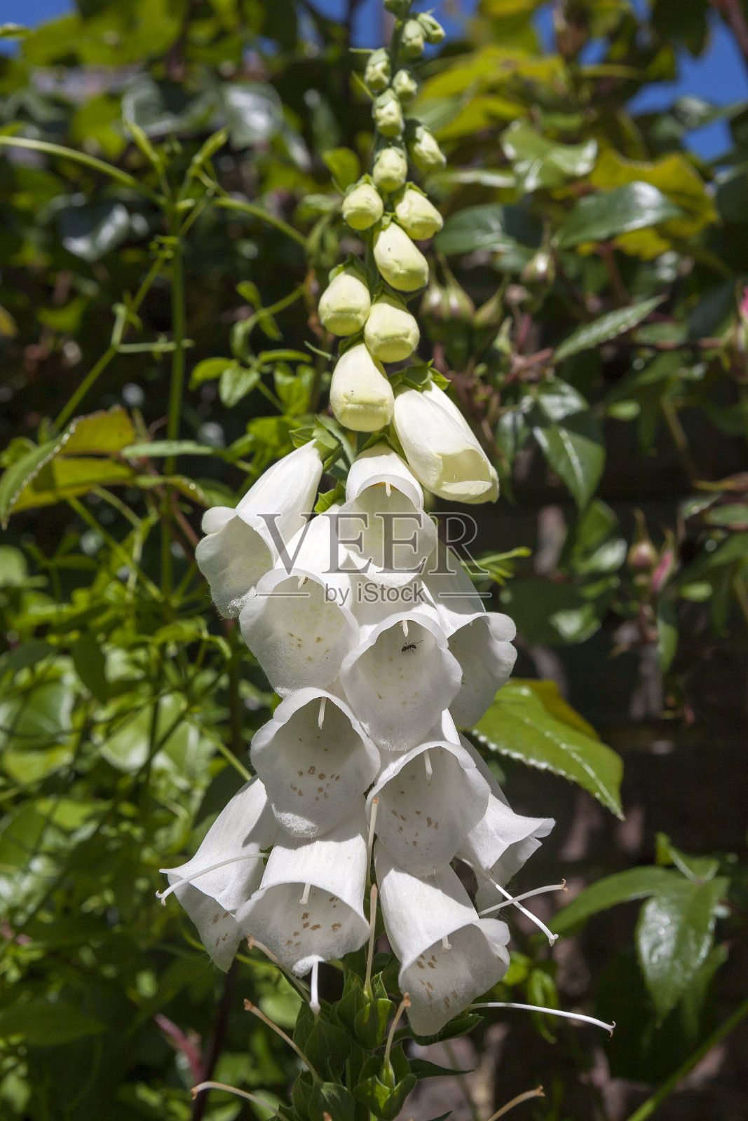 白毛地黄:洋地黄照片摄影图片