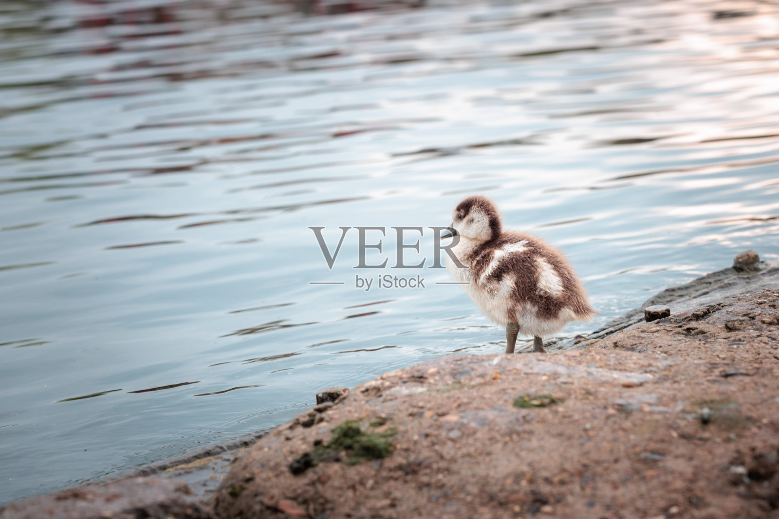 埃及鹅宝宝在河边，春天，白天照片摄影图片