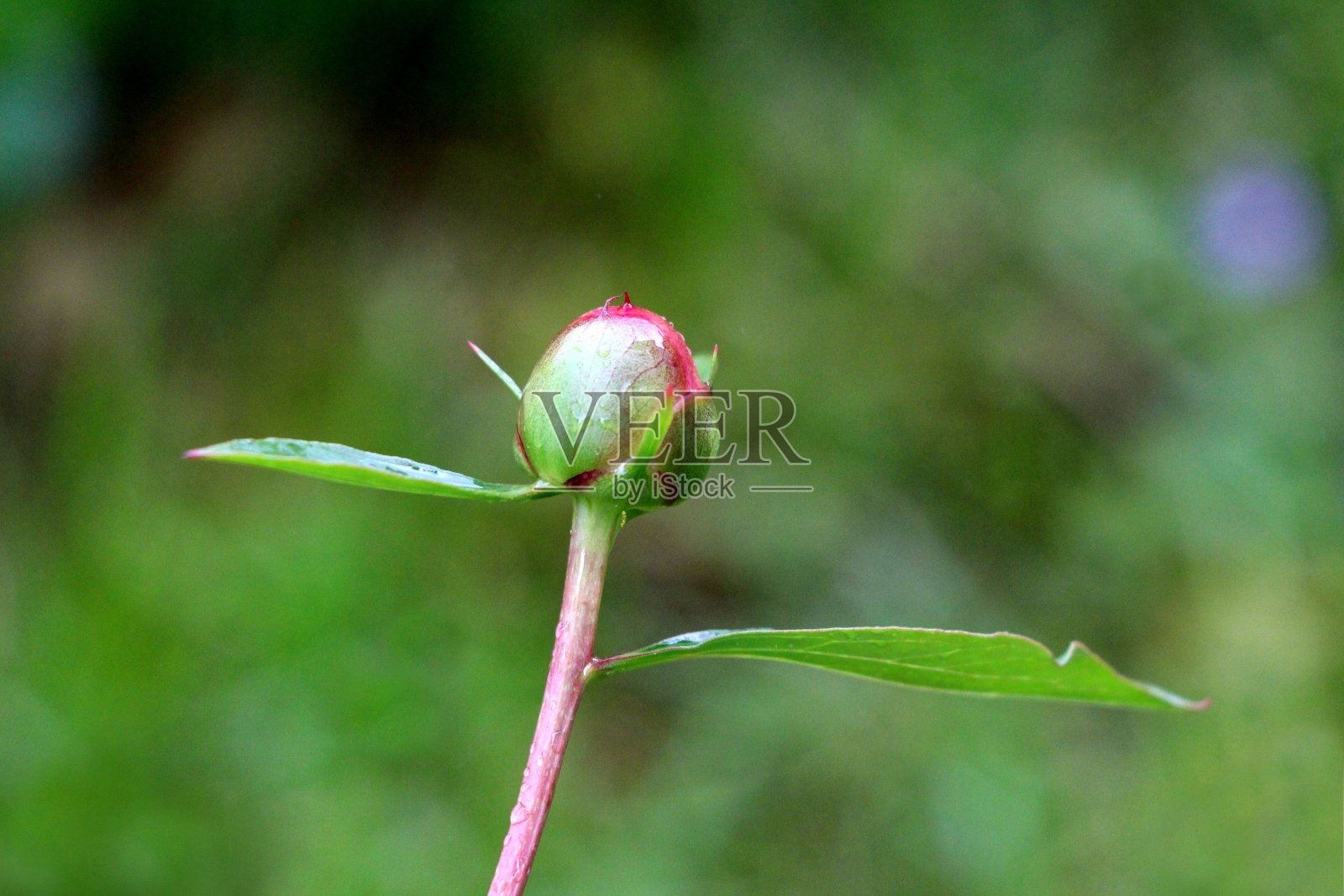 牡丹或牡丹多年生草本开花植物，覆盖着新鲜的春季阵雨的雨滴，单花芽，两片叶子照片摄影图片