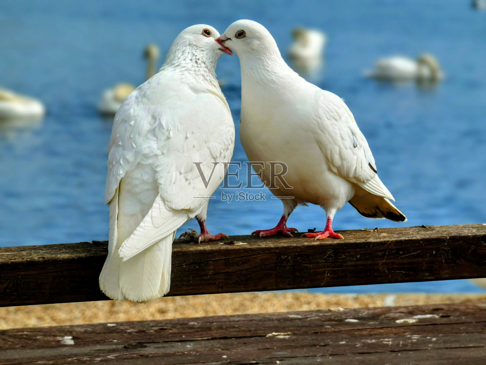 爱情鸟。照片摄影图片