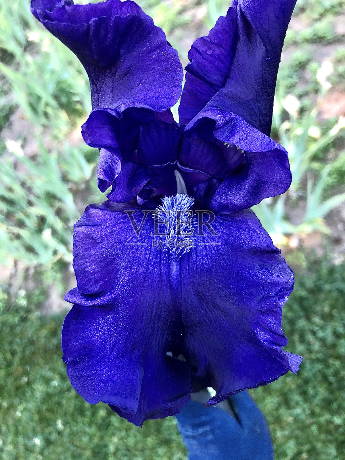 花园里深蓝色的鸢尾花照片摄影图片