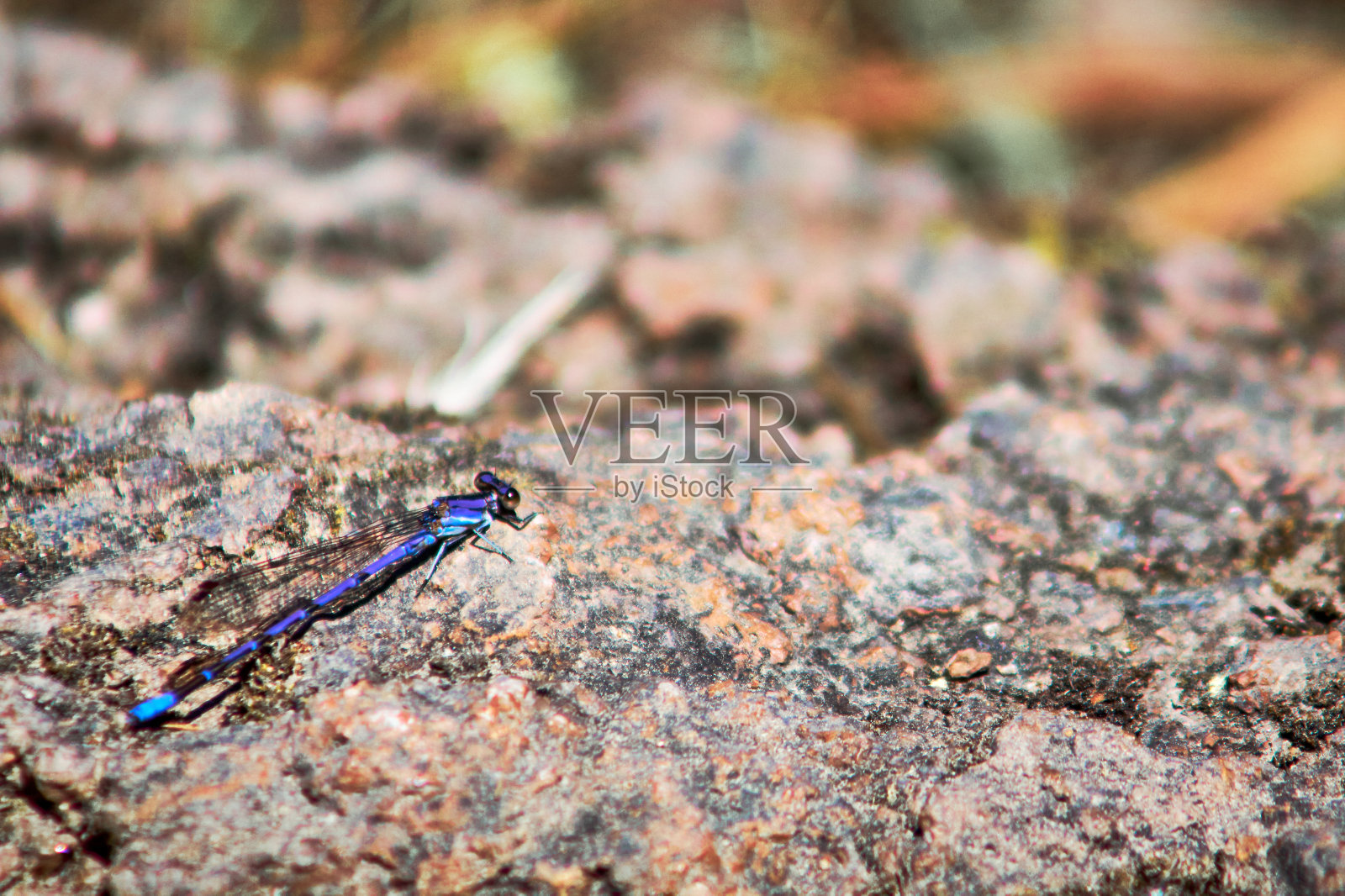 杜兰戈州墨西基略森林中的普通蓝蜻蜓照片摄影图片
