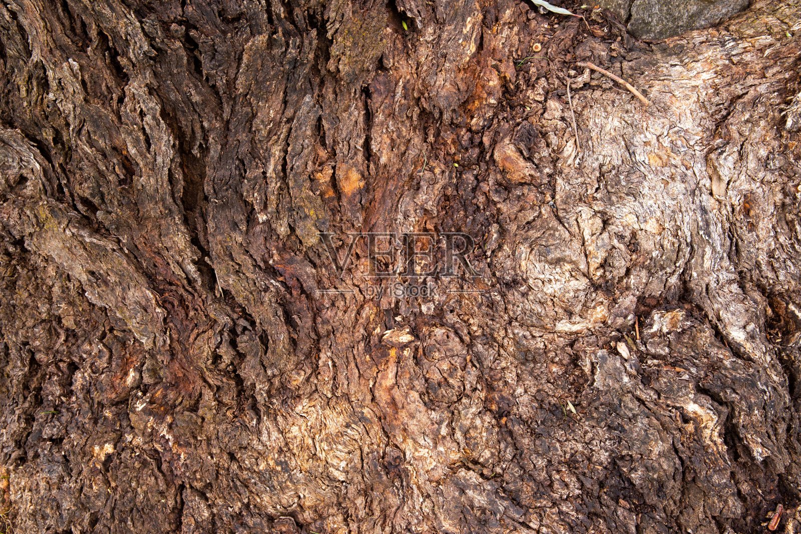 大自然的粗犷之美——红河胶树皮纹理特写照片摄影图片