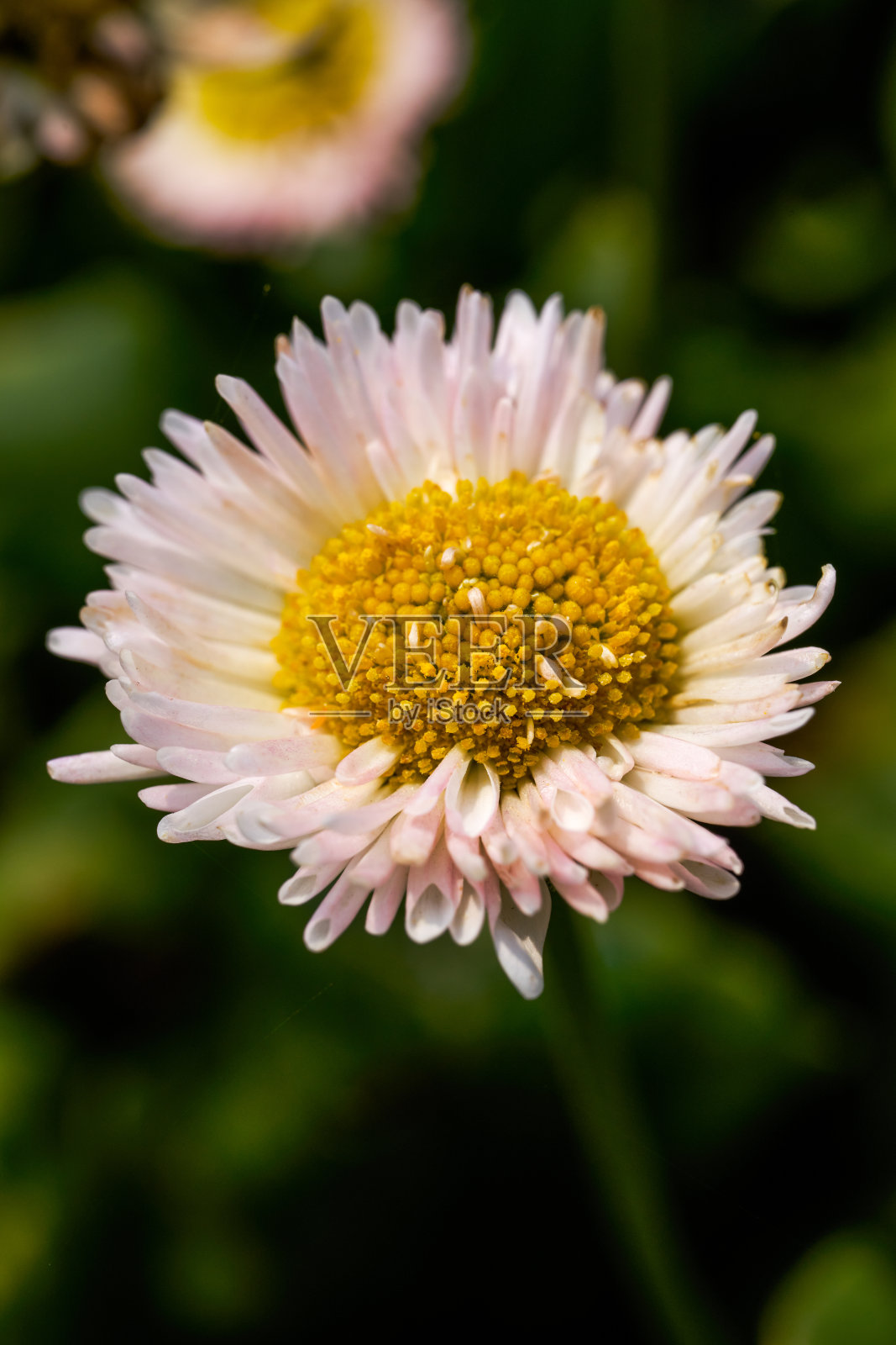 一个盛开的小雏菊花的特写，花和虫子，Bellis perennis。照片摄影图片