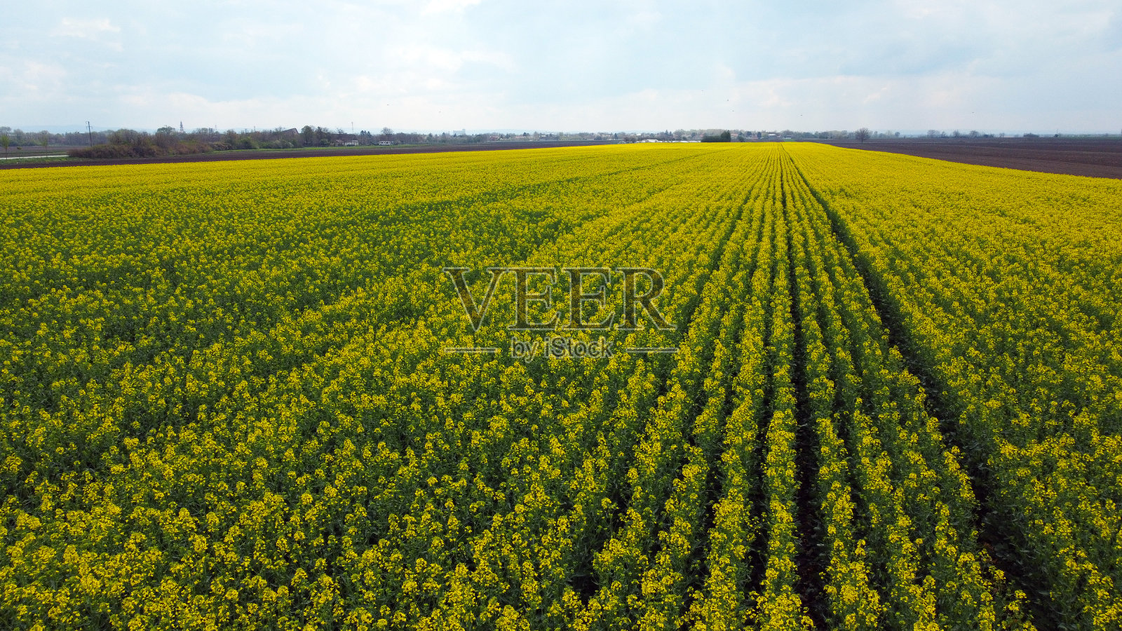 伏伊伏丁那省盛开的油菜籽田，无人机拍摄照片摄影图片