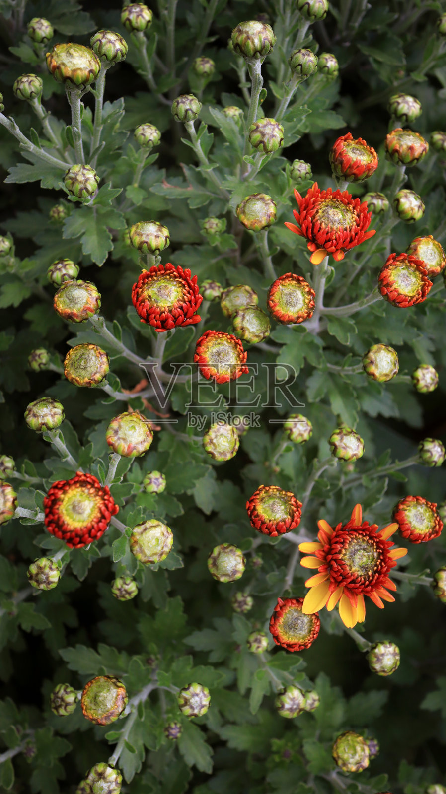 红色花园花照片摄影图片