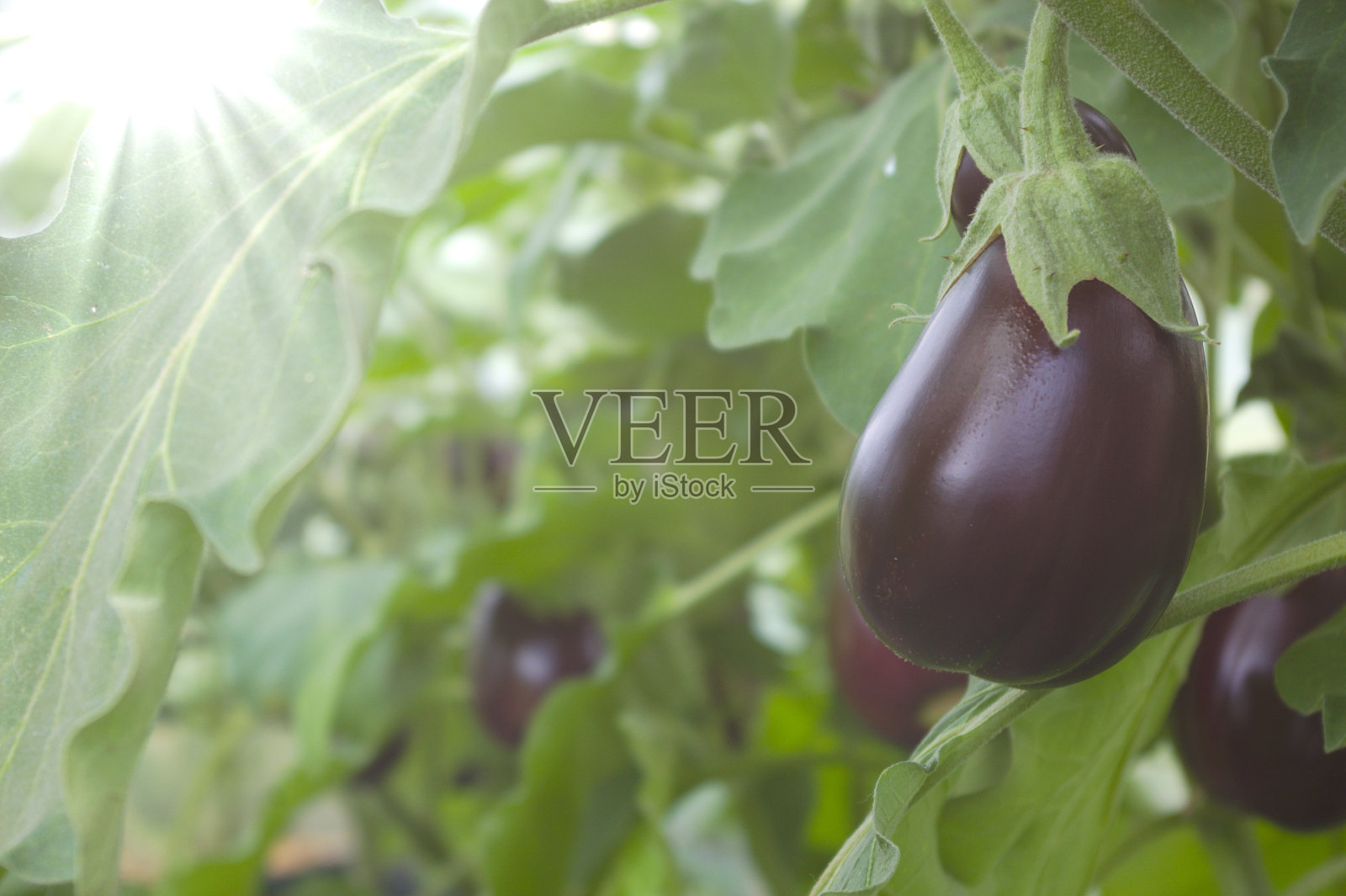 大益温室中成熟的茄子植株。紫色，海绵状，可吸收的可食用水果，用于几种菜系。照片摄影图片