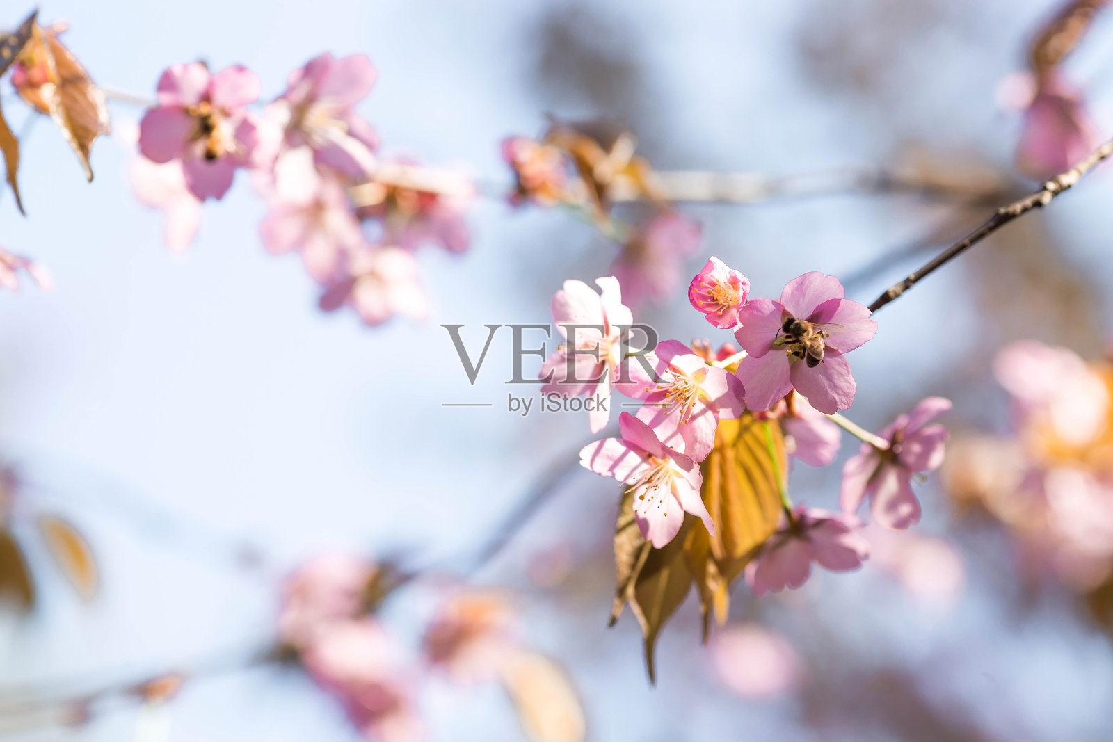 横幅。莫斯科的樱花。壁纸春天，自然。花园里的日本樱花。在日本花园的树木园里，树枝上盛开的花蕾。微距摄影。俄罗斯,Tsaritsyno。照片摄影图片