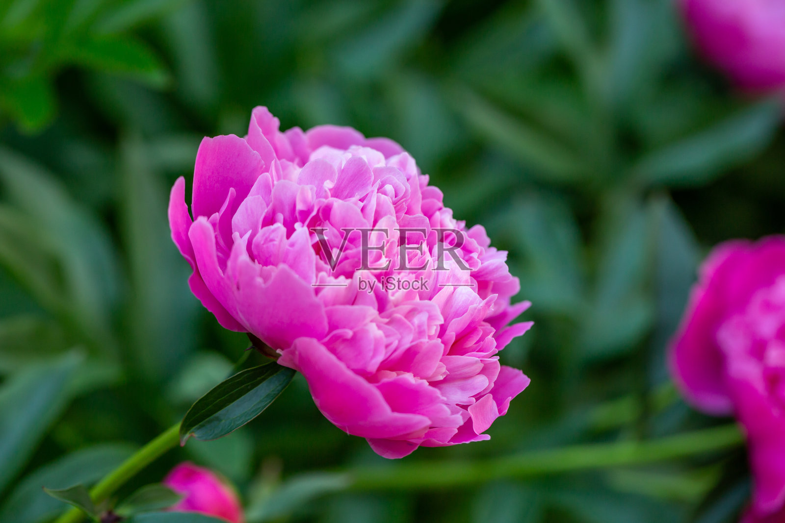 夏日阳光明媚的日子里，盛开着粉红色的牡丹花微距摄影。照片摄影图片