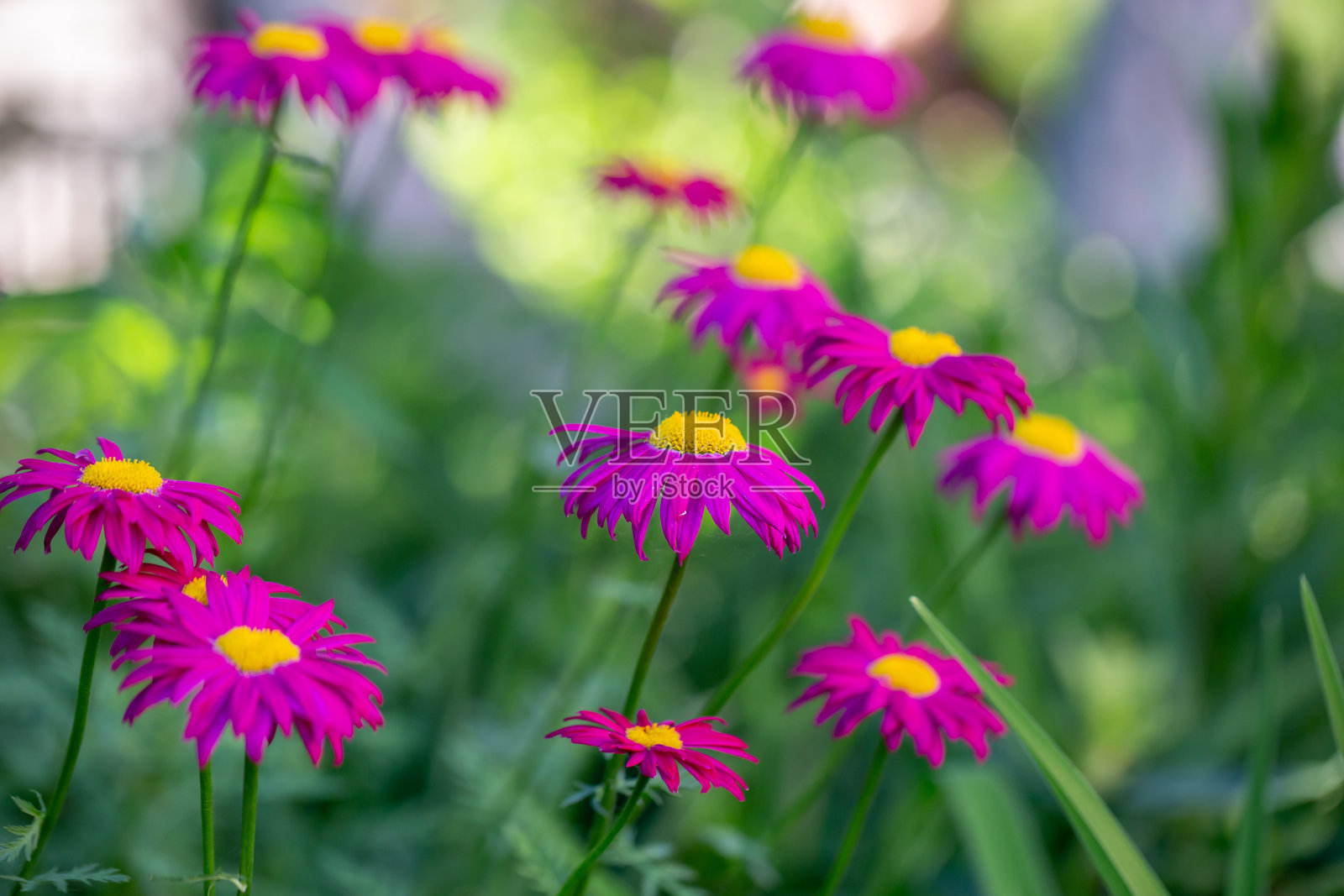 盛开的粉红色雏菊花在绿色背景微距摄影照片摄影图片