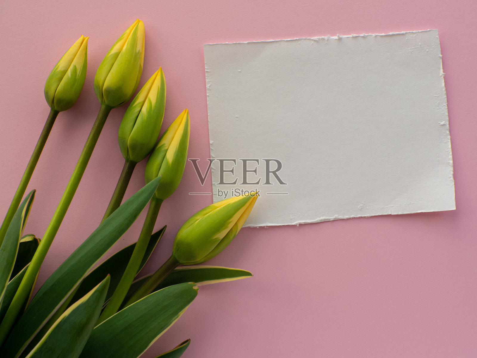 郁金香花和白纸背景与复制空间照片摄影图片