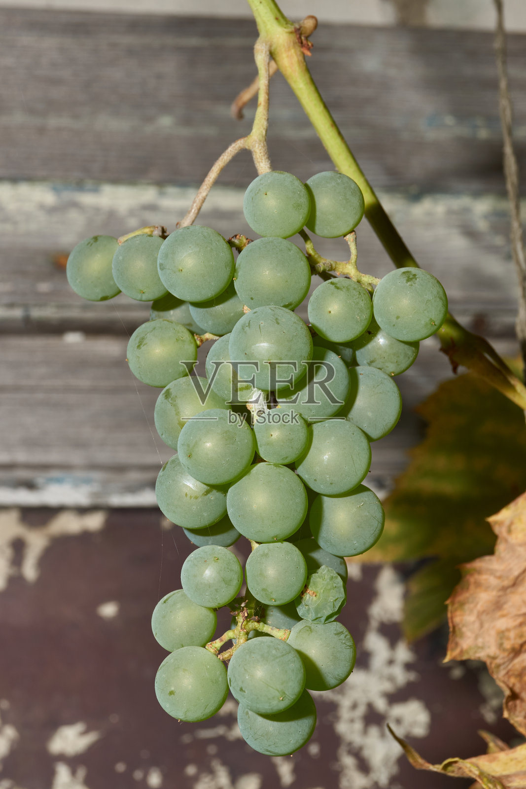 一串成熟的葡萄。花园里的葡萄成熟了。照片摄影图片