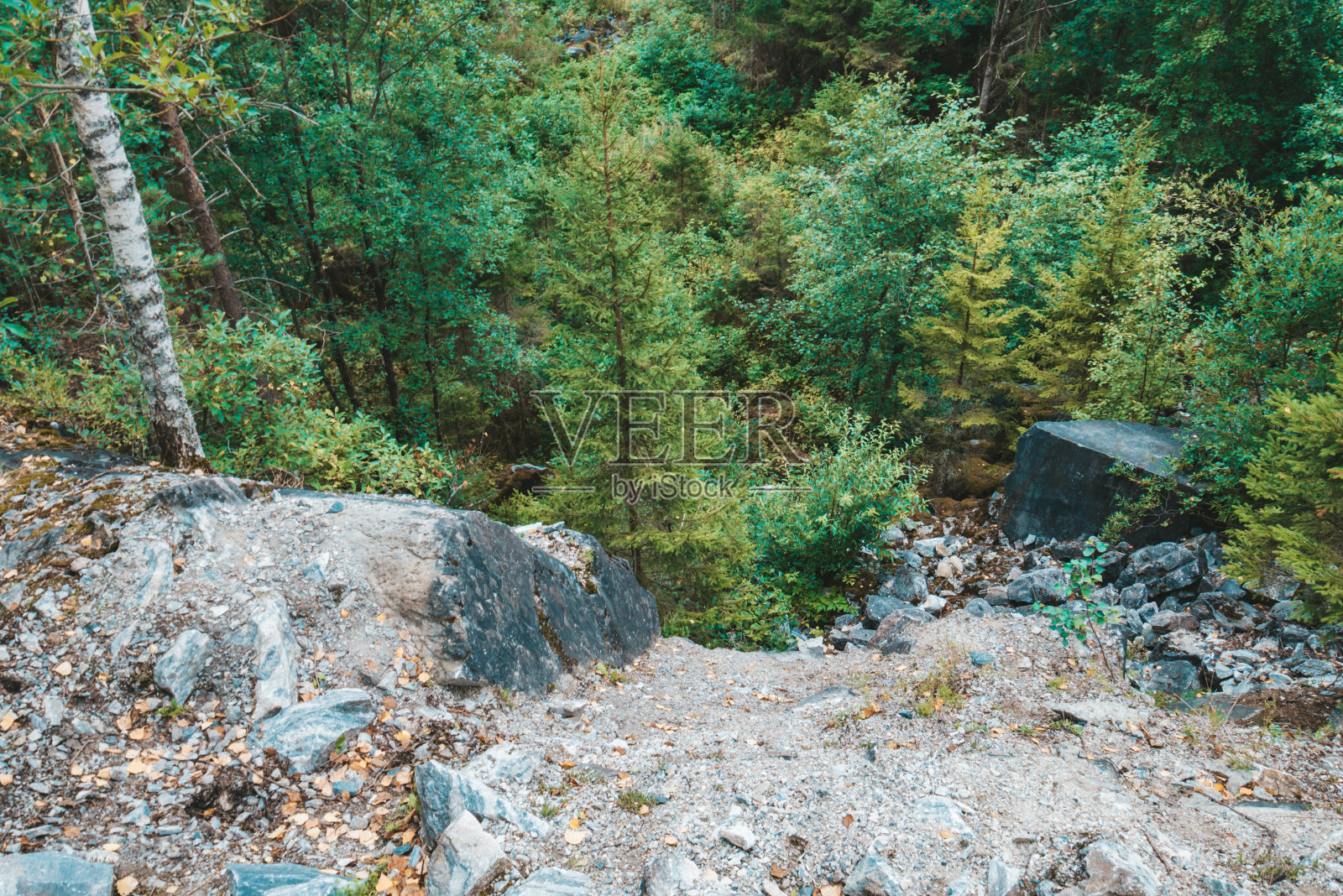 悬崖边上的岩石上有松树的根和树干。照片摄影图片