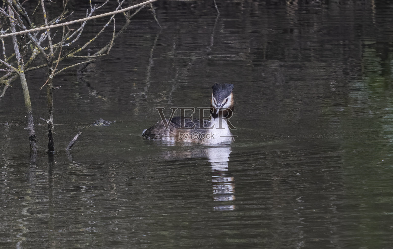 大凤头grebe照片摄影图片