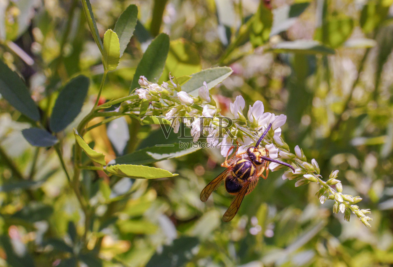 蜜蜂在夏天采集白色金合欢的花蜜。照片摄影图片