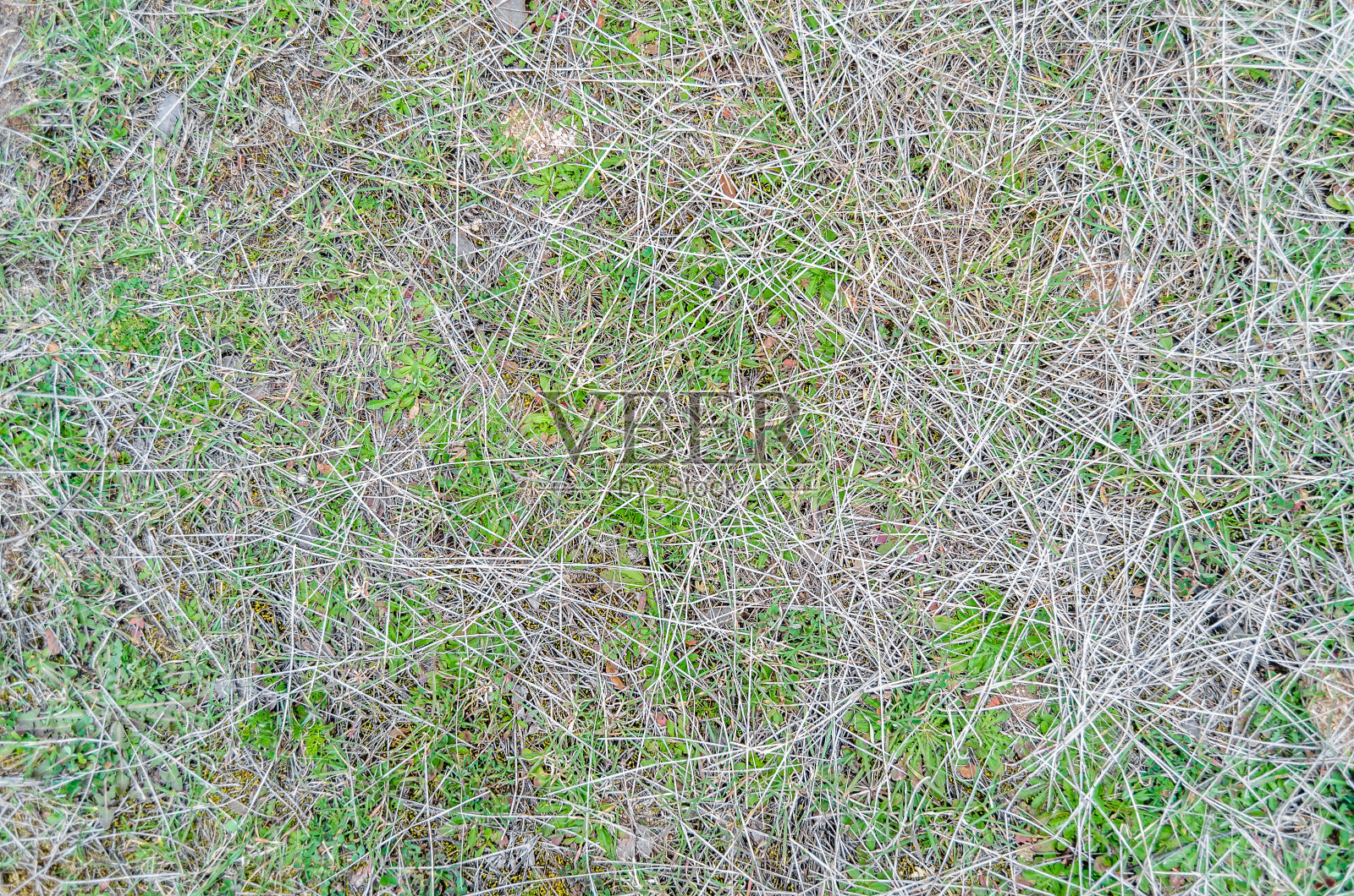 森林里地面的细节照片摄影图片