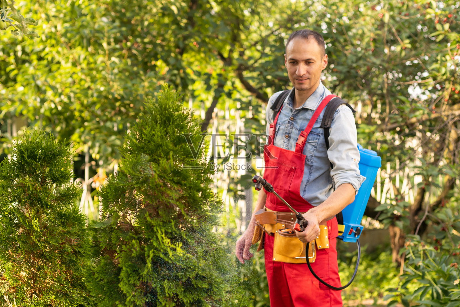 园丁正在用喷雾器喷洒杀虫剂。照片摄影图片