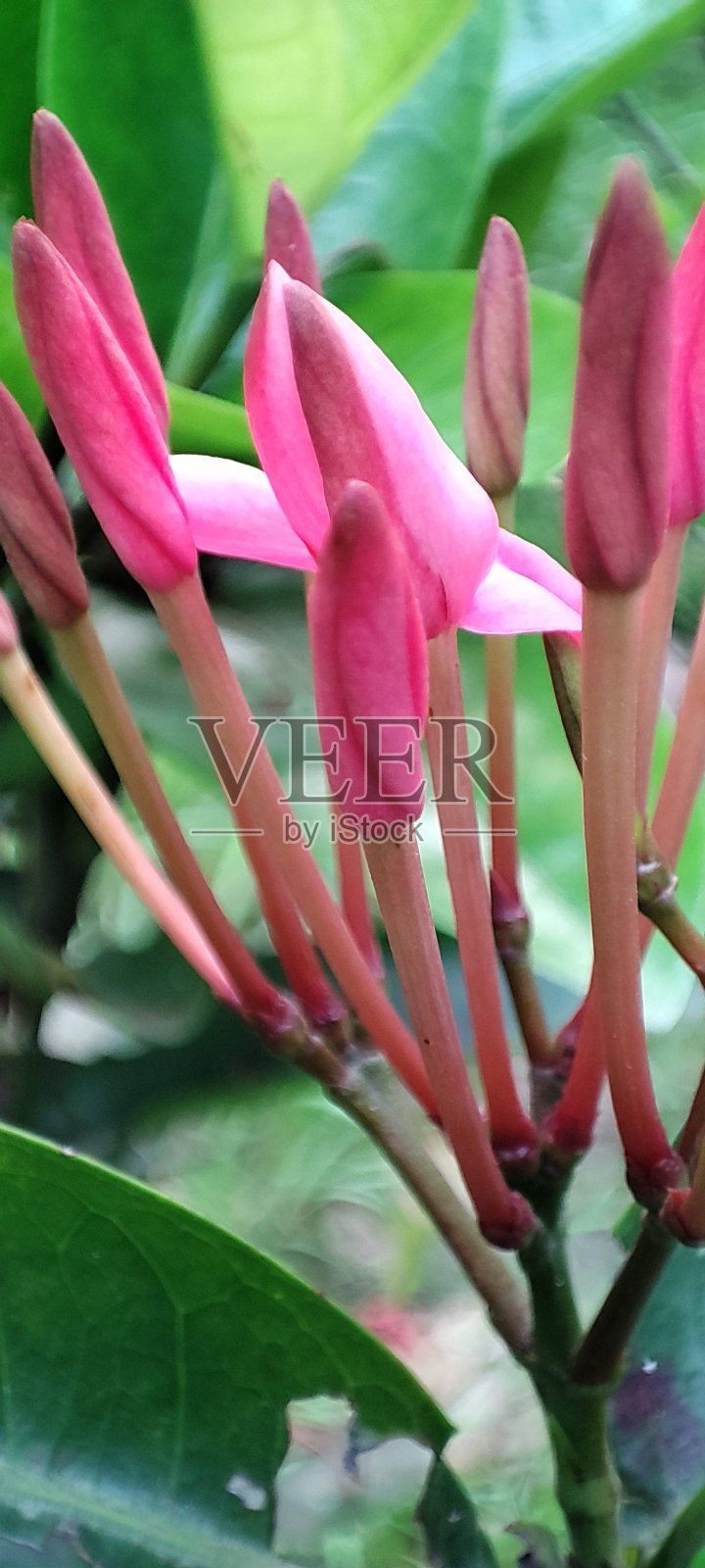 花照片摄影图片