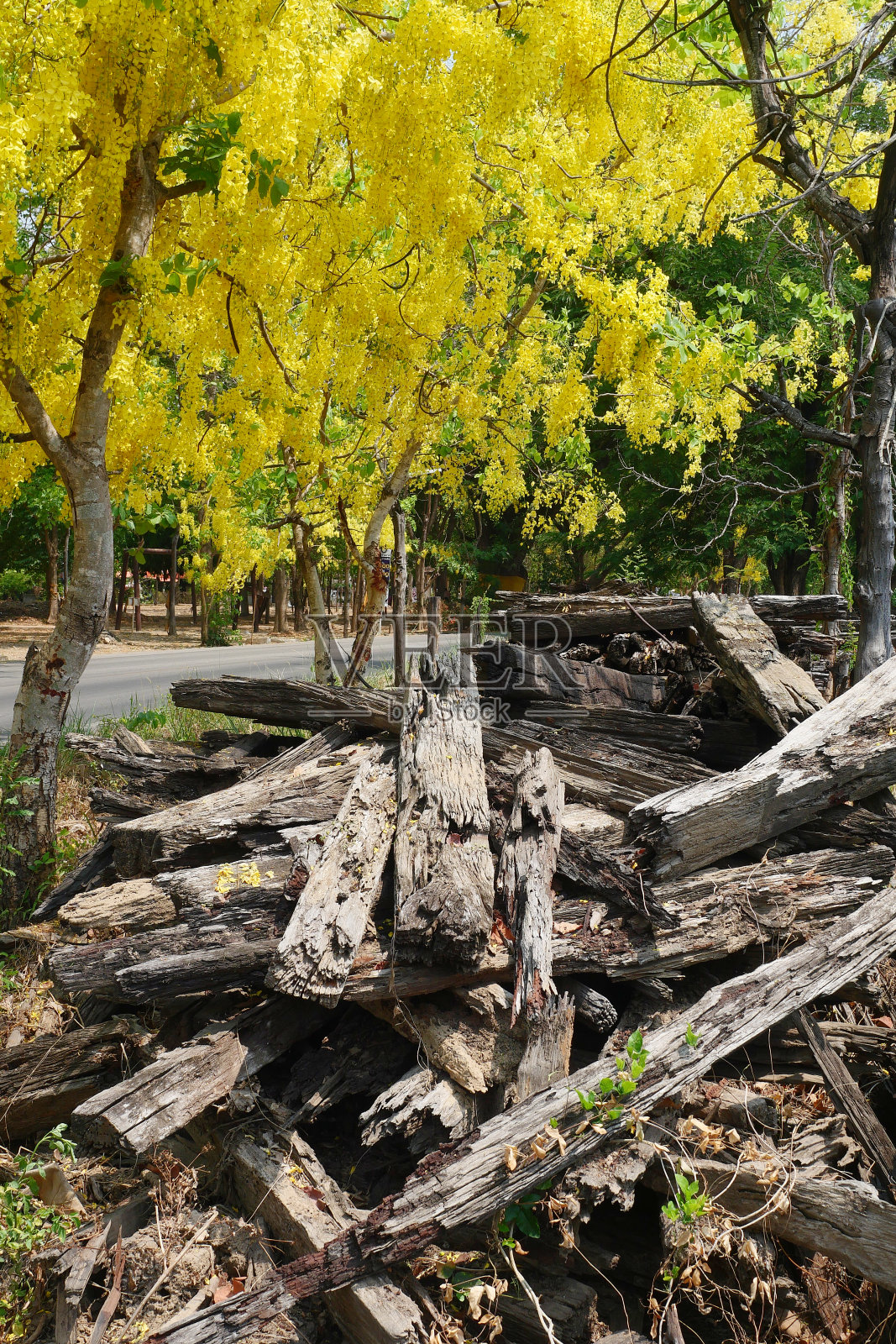 拆除铁路的旧枕木。照片摄影图片