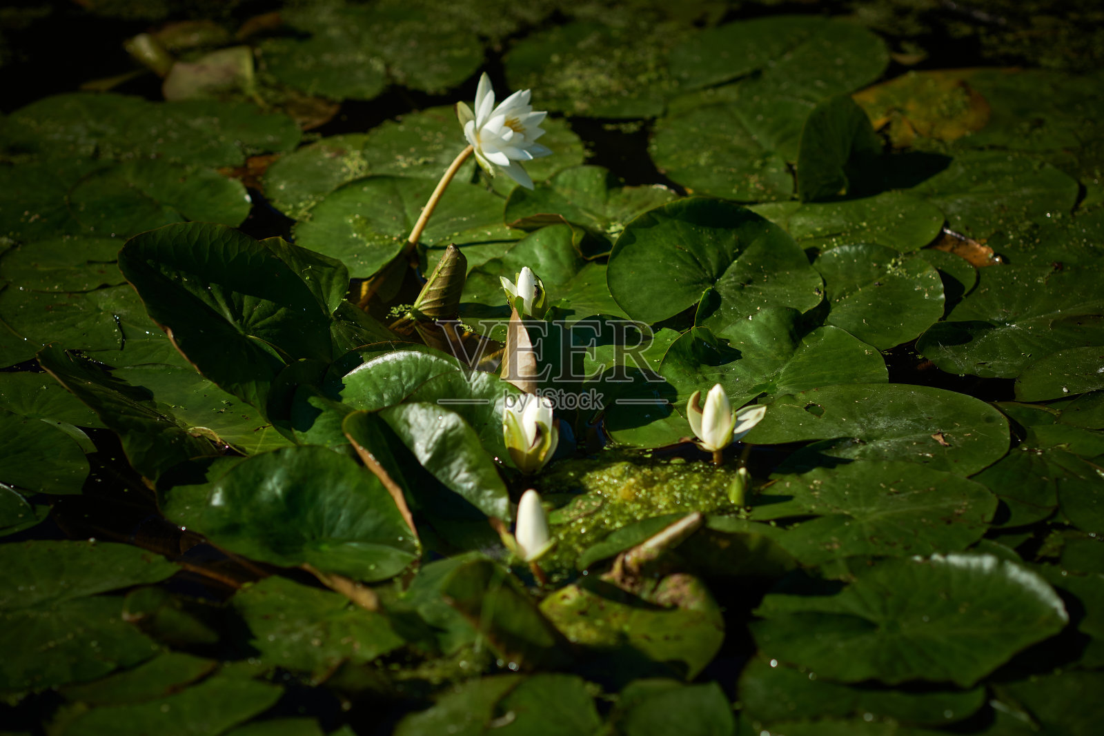 花园里的睡莲，英国照片摄影图片