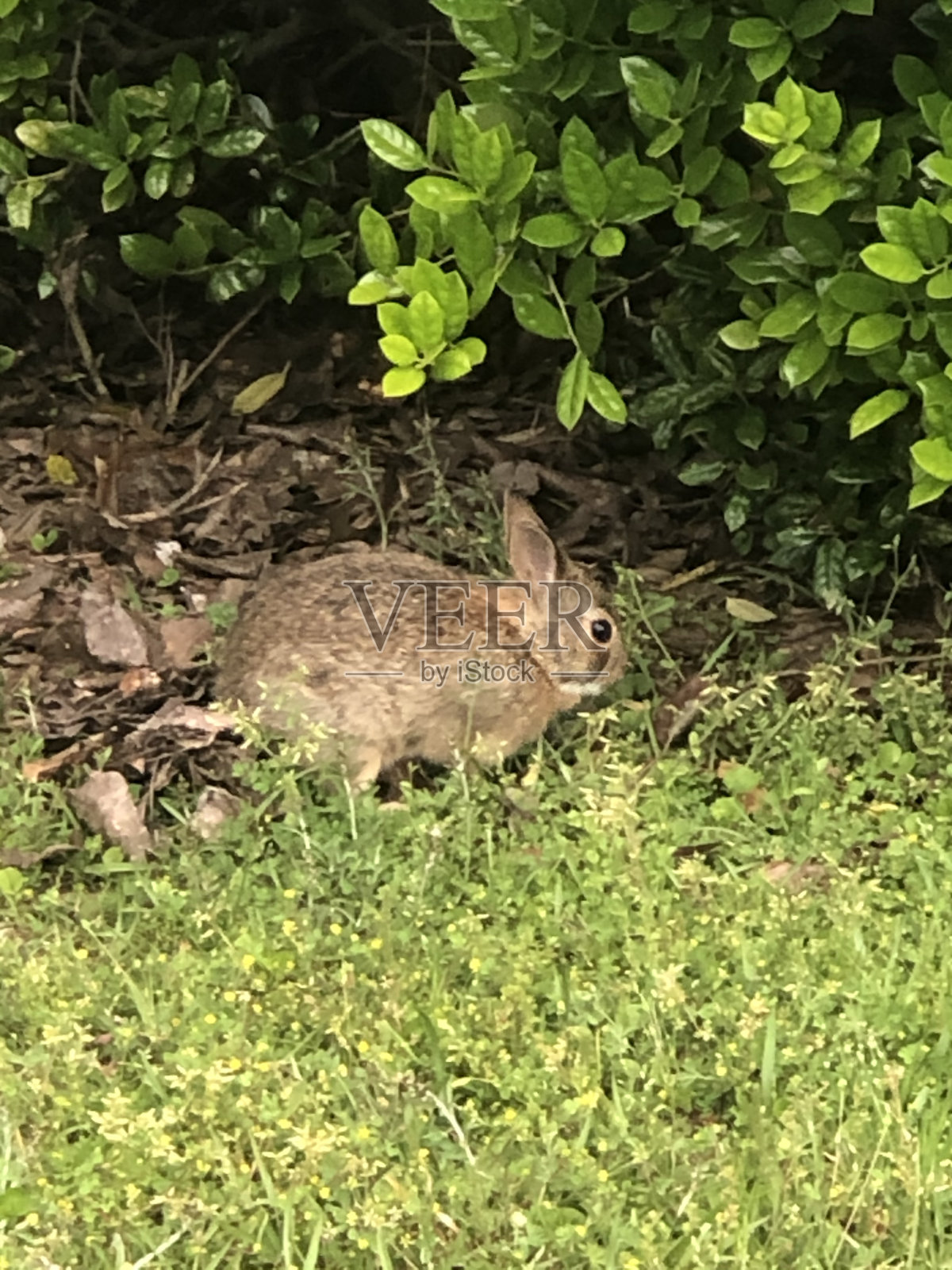 春天照片摄影图片
