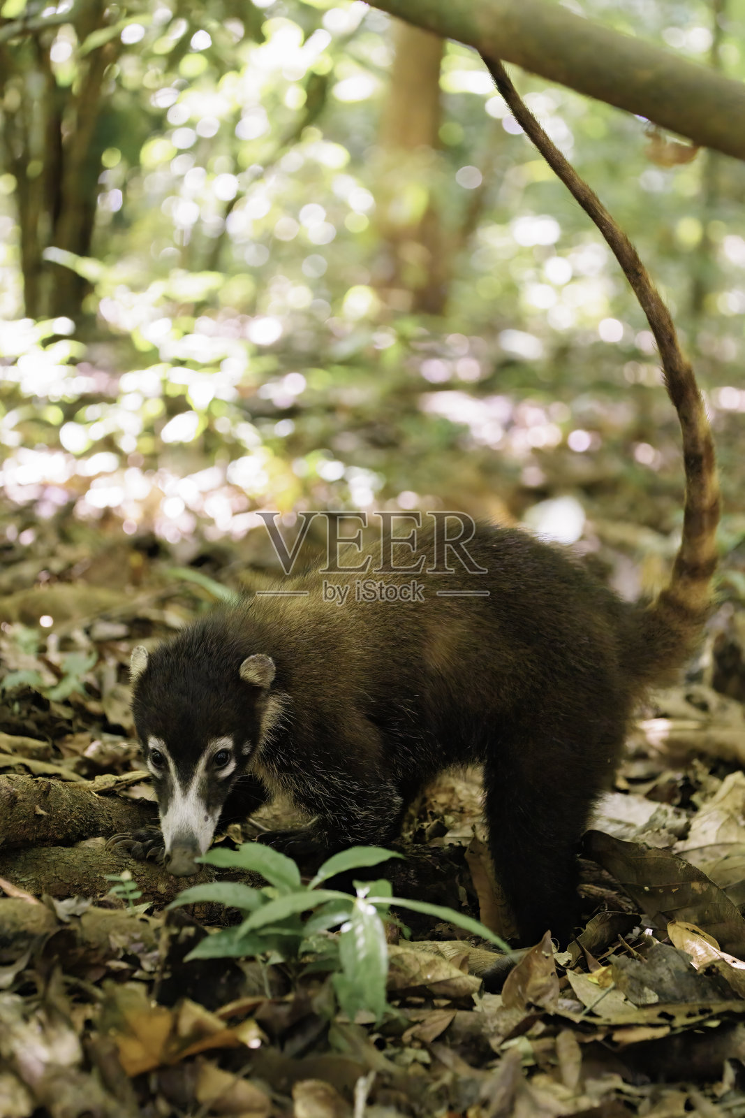 漫步在哥斯达黎加奥萨半岛科尔科瓦多国家公园的野生浣熊照片摄影图片