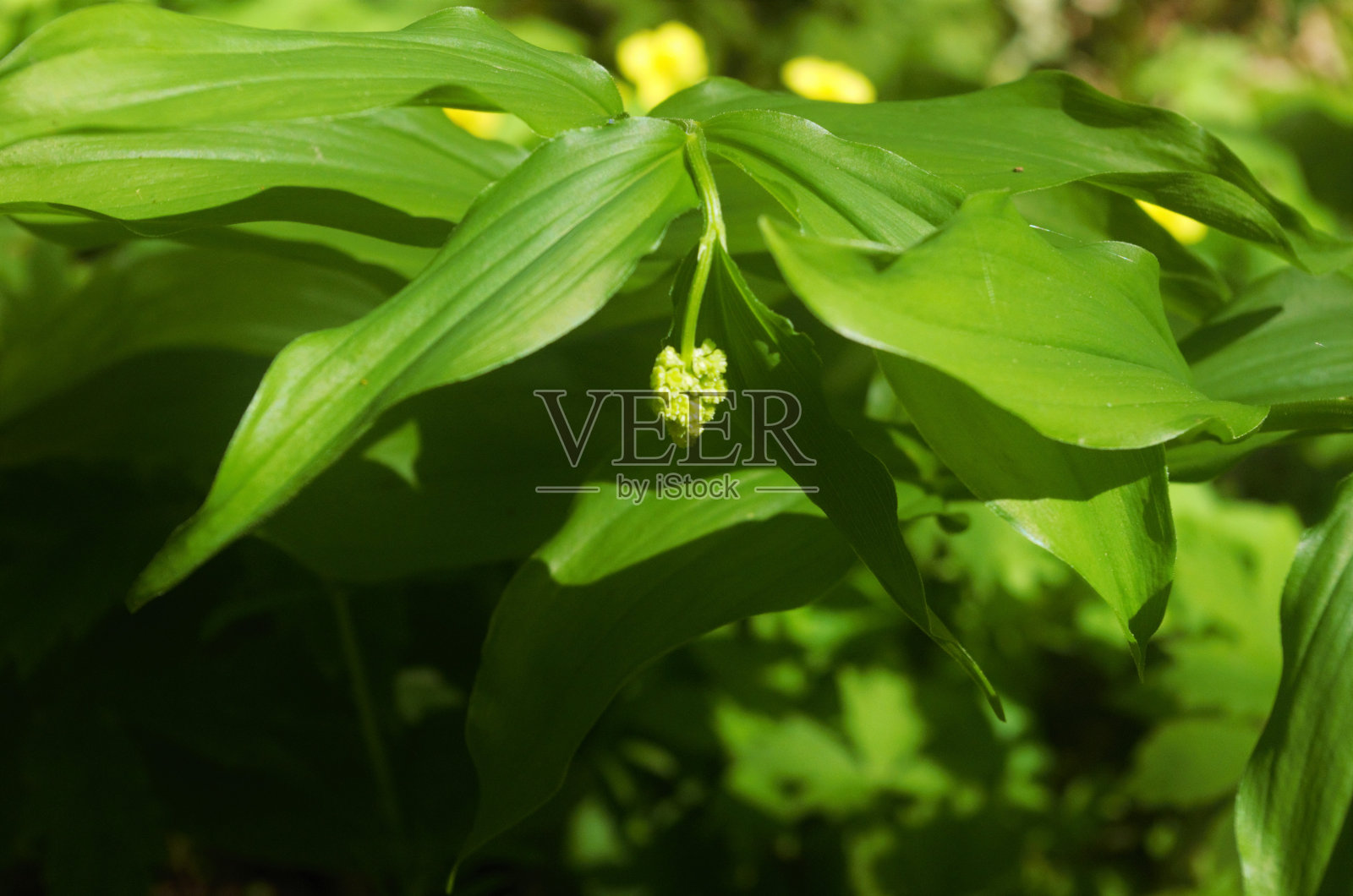 假所罗门花蕾和叶子照片摄影图片