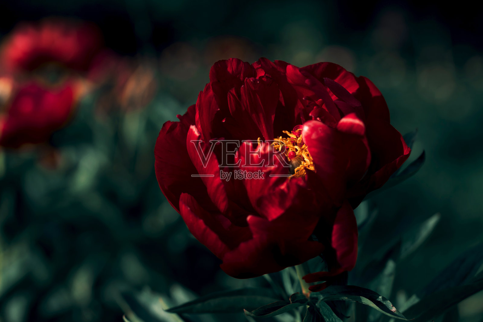 红栗色牡丹黄芯特写照片摄影图片