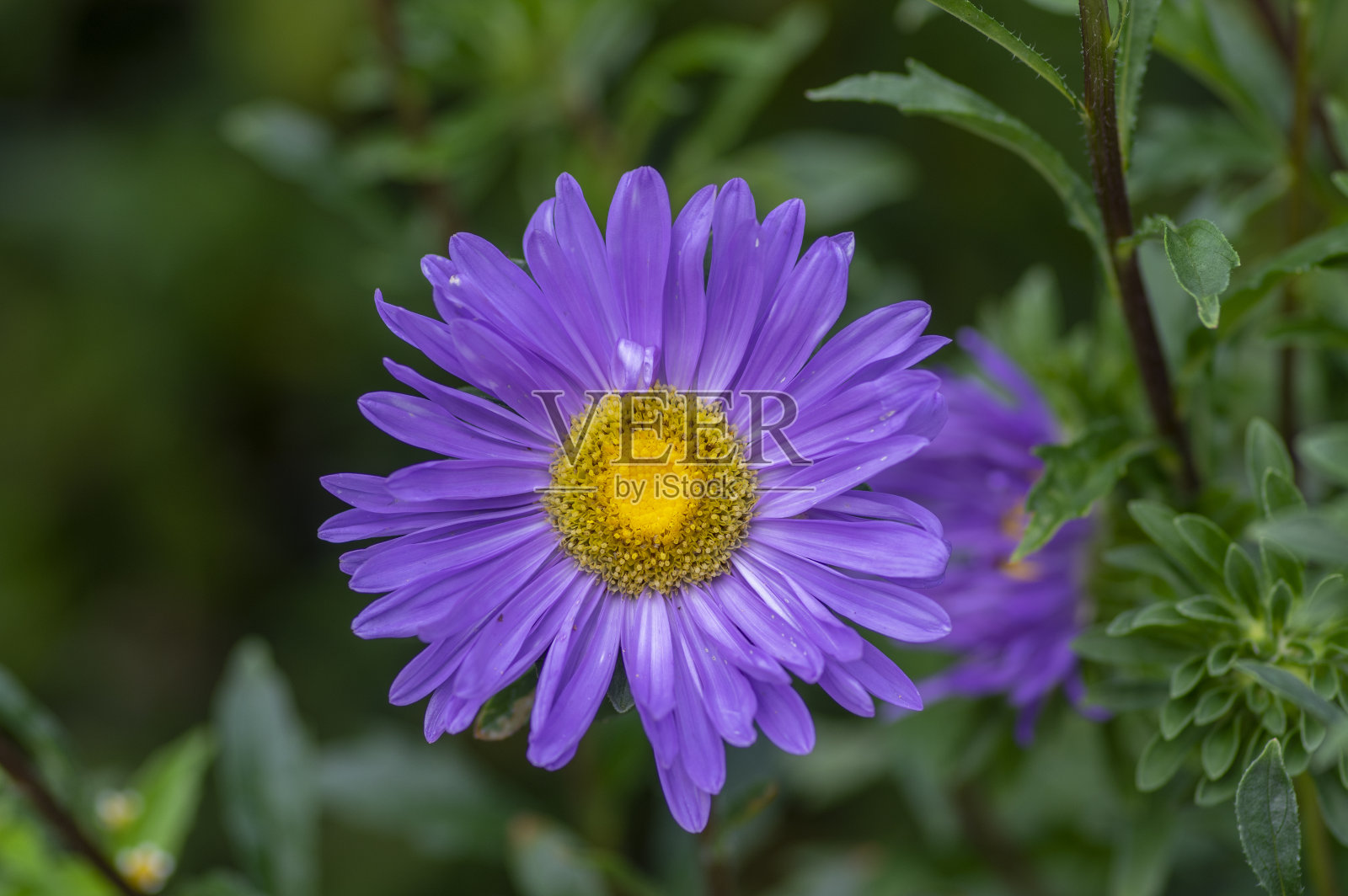 紫菀花月桂花，初秋季节开花植物照片摄影图片