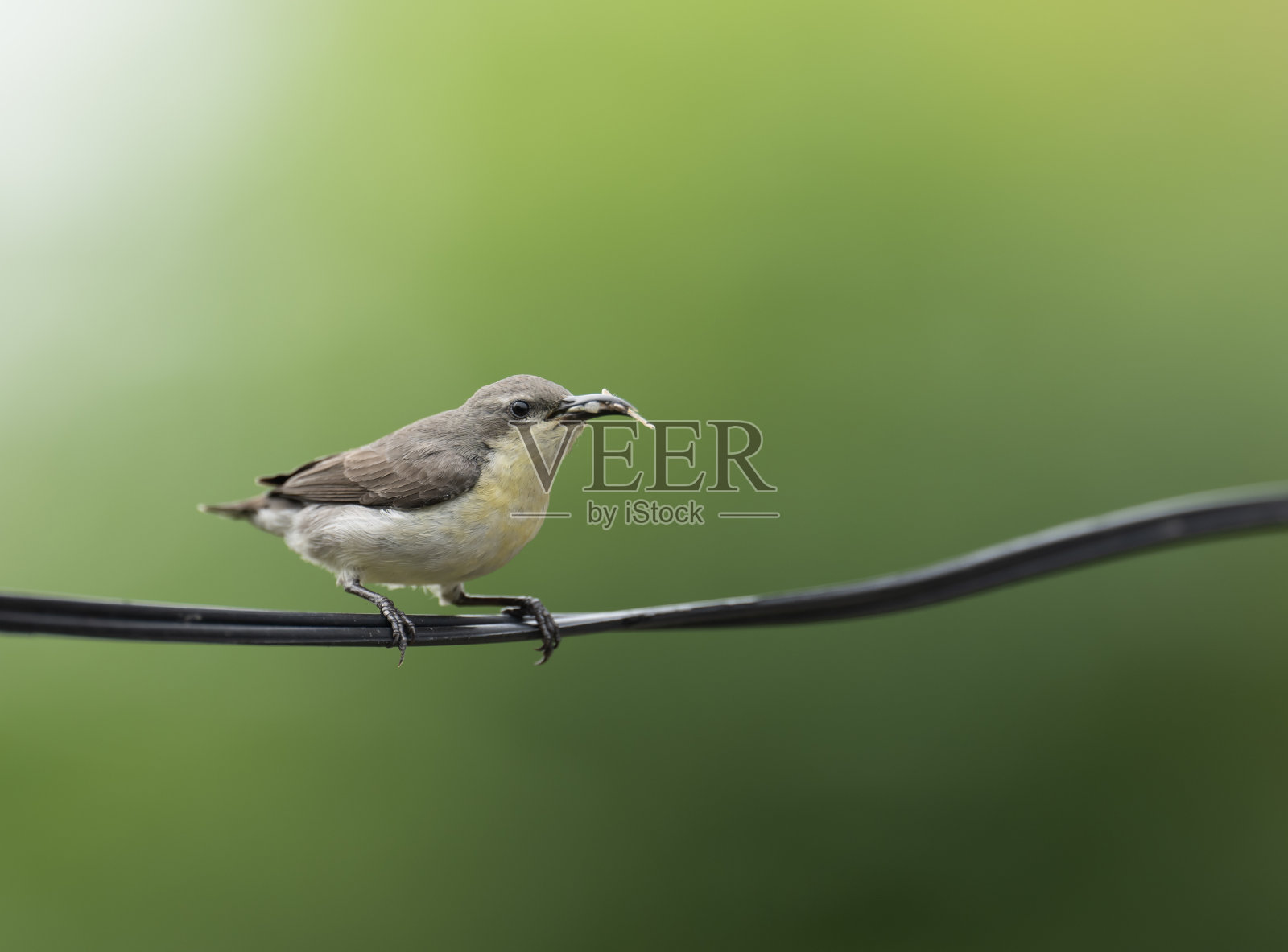 紫色太阳鸟亚洲金凤花单鸟照片摄影图片
