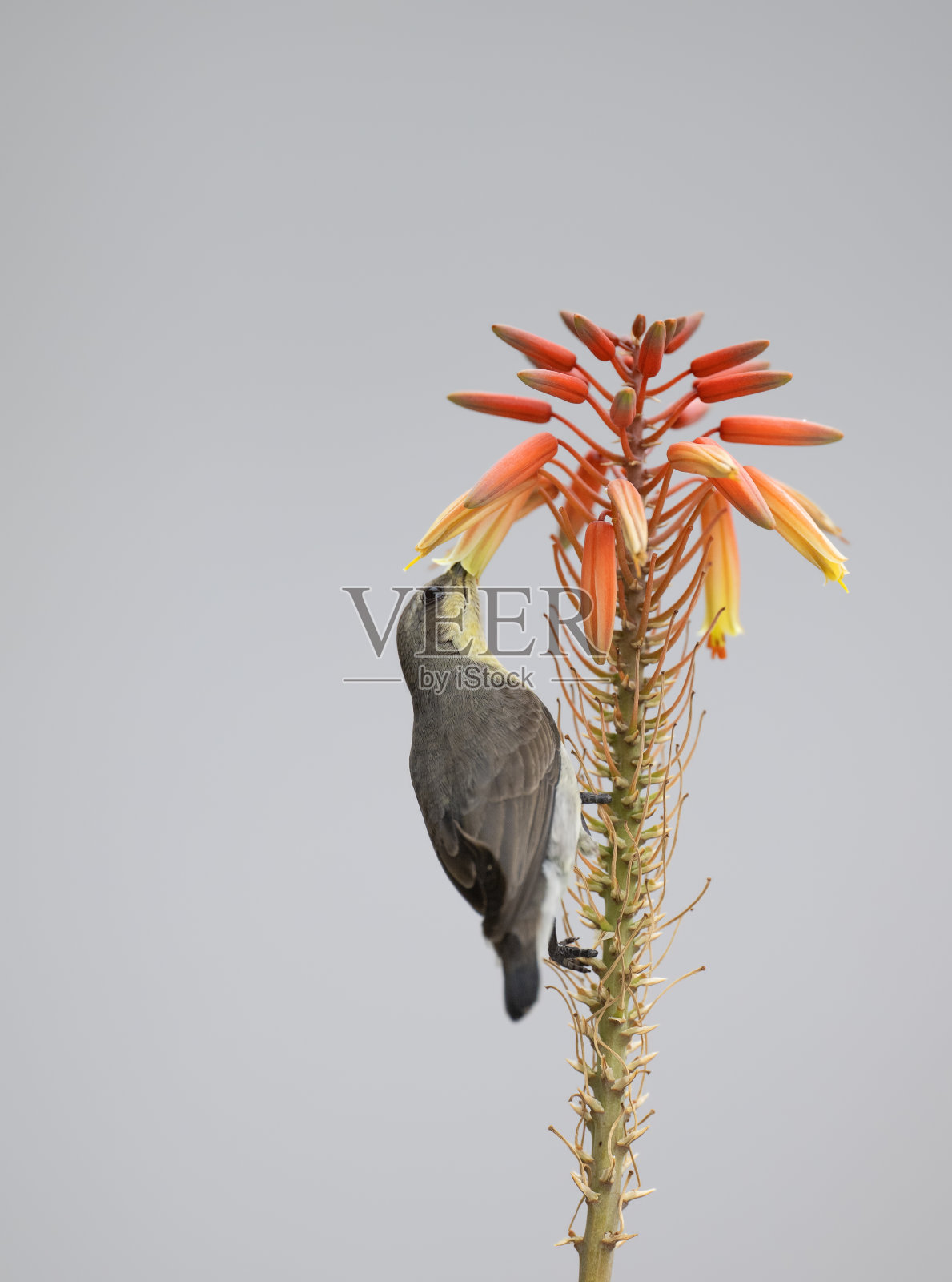 紫色太阳鸟，单鸟，桔黄色花照片摄影图片