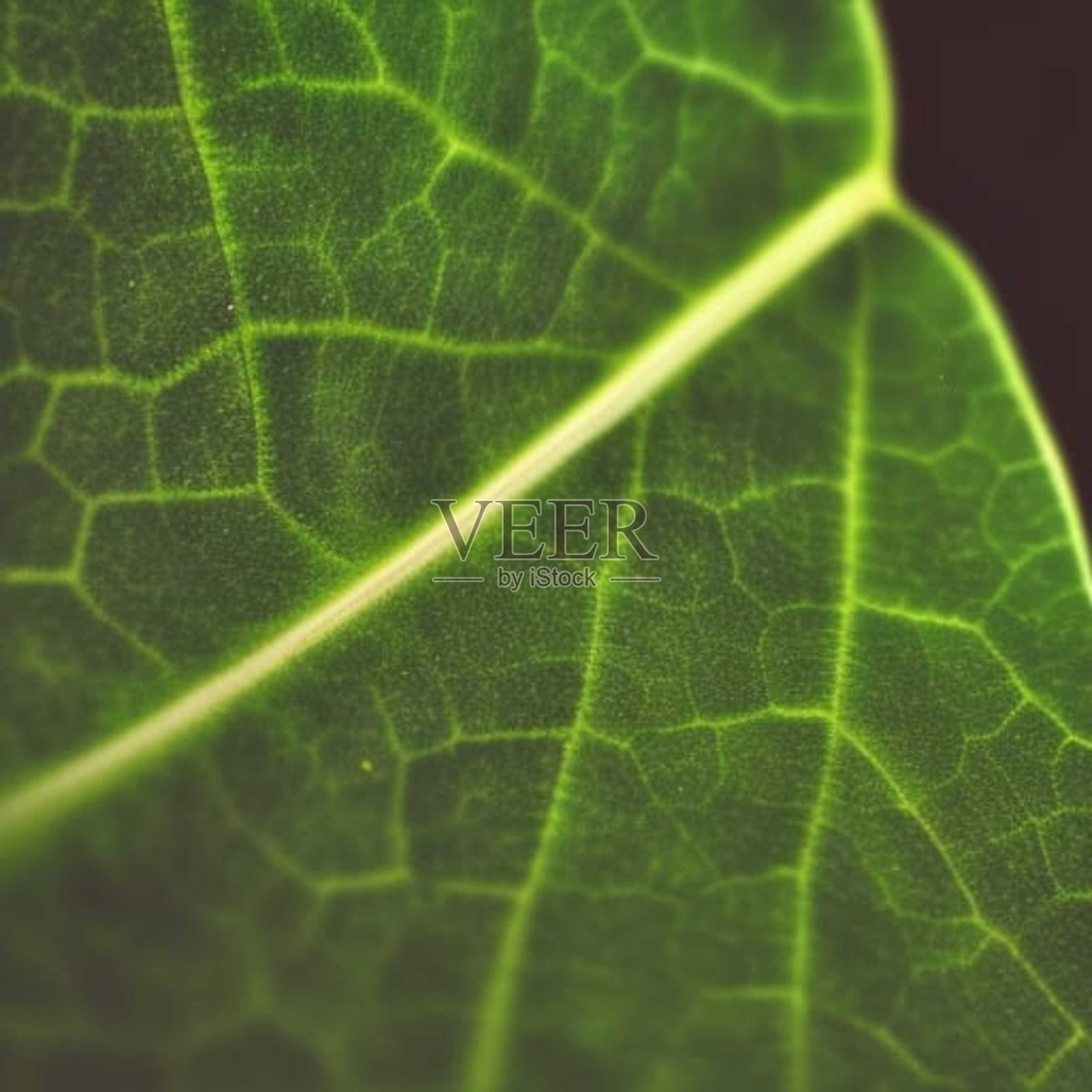 叶静脉照片摄影图片