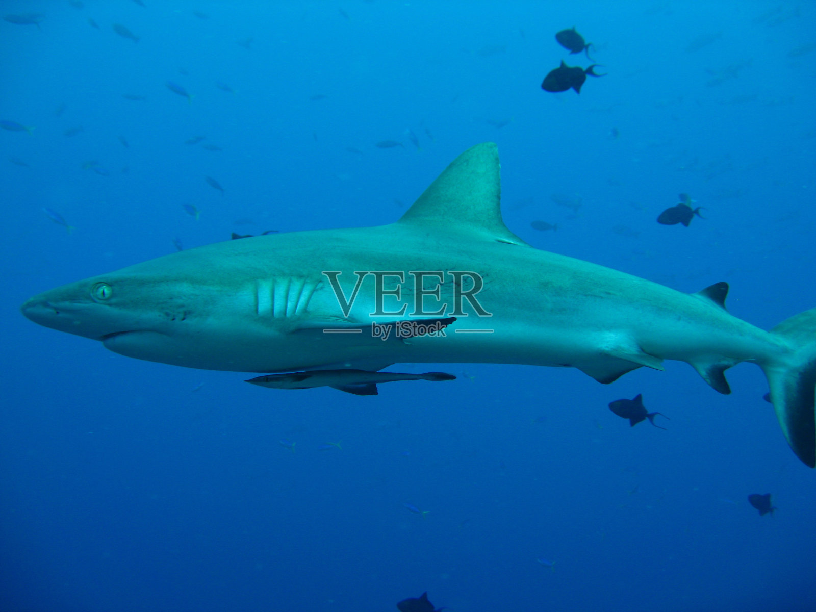 礁鲨照片摄影图片