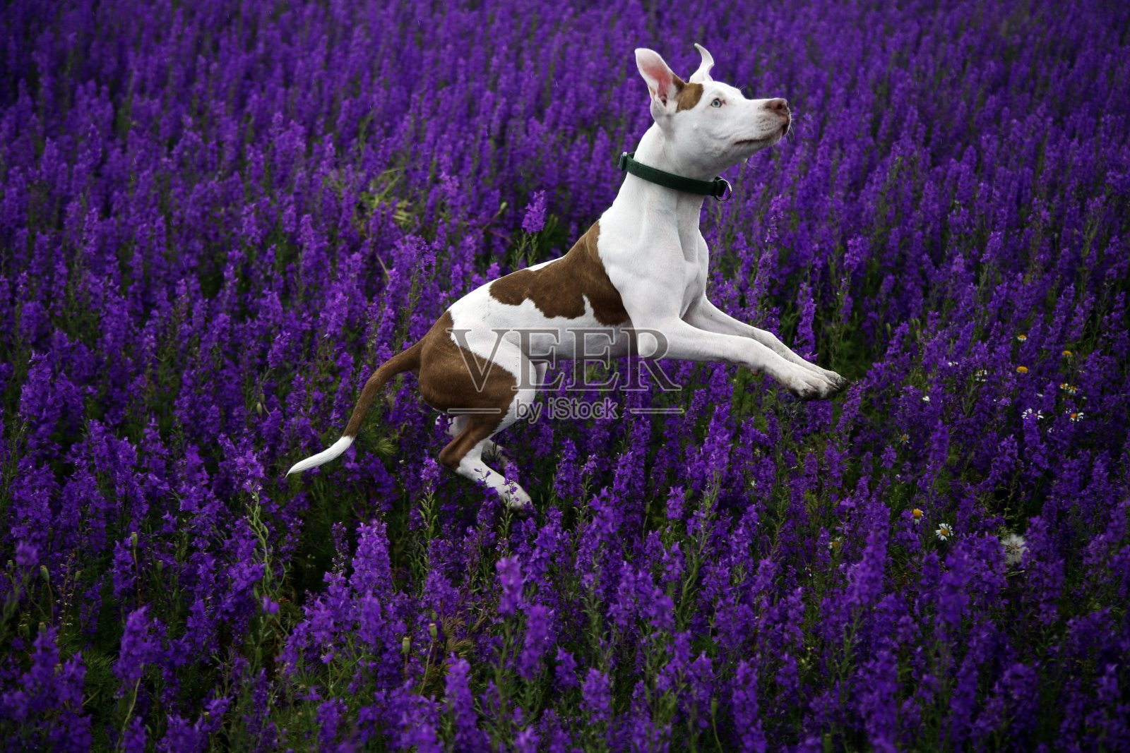 花中的狗照片摄影图片