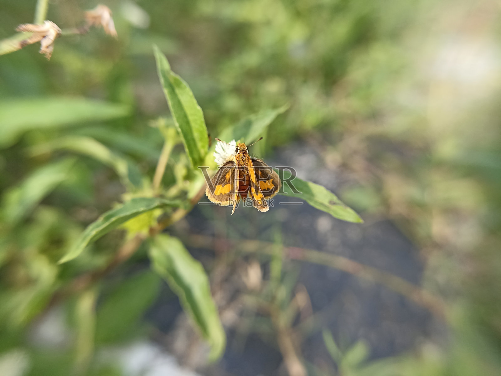 蝴蝶，奥马哈上的花照片摄影图片