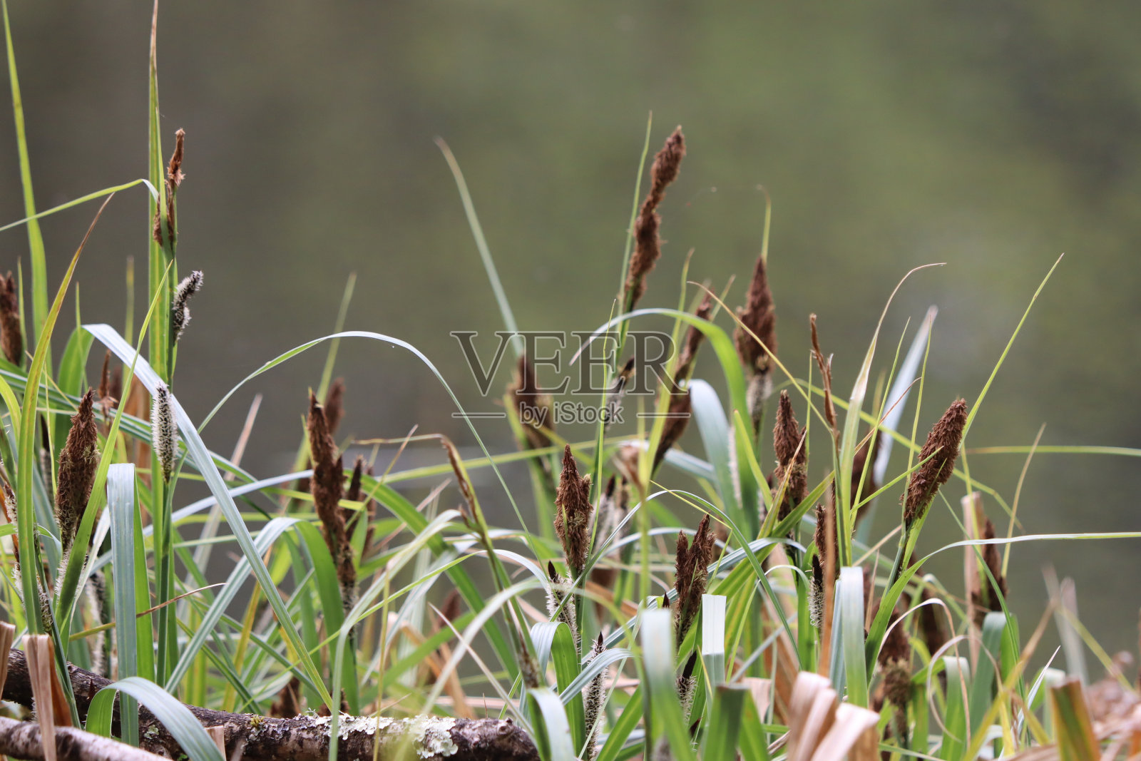 池塘边照片摄影图片