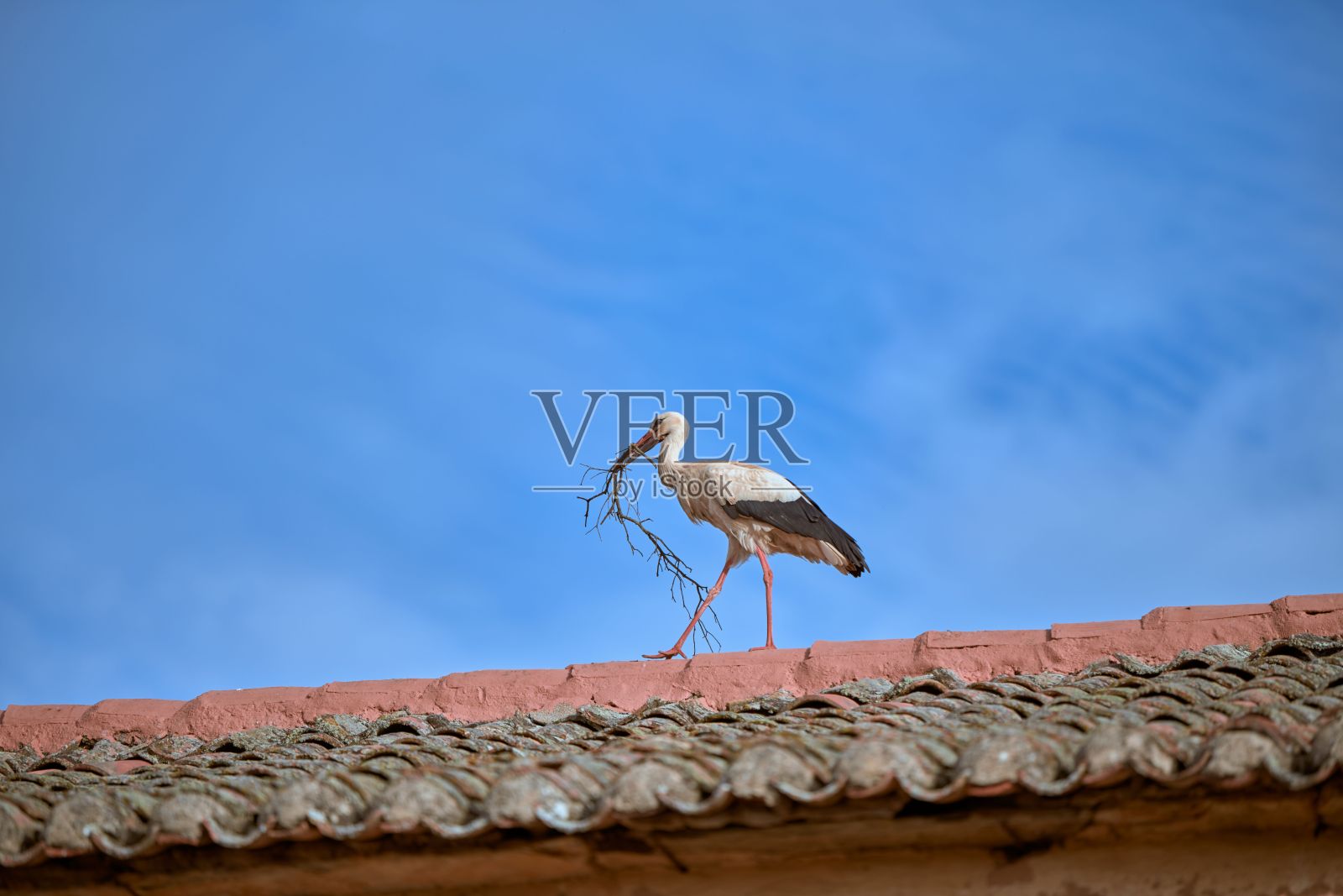 鹳走在教堂的屋顶上，带着树枝去填巢照片摄影图片