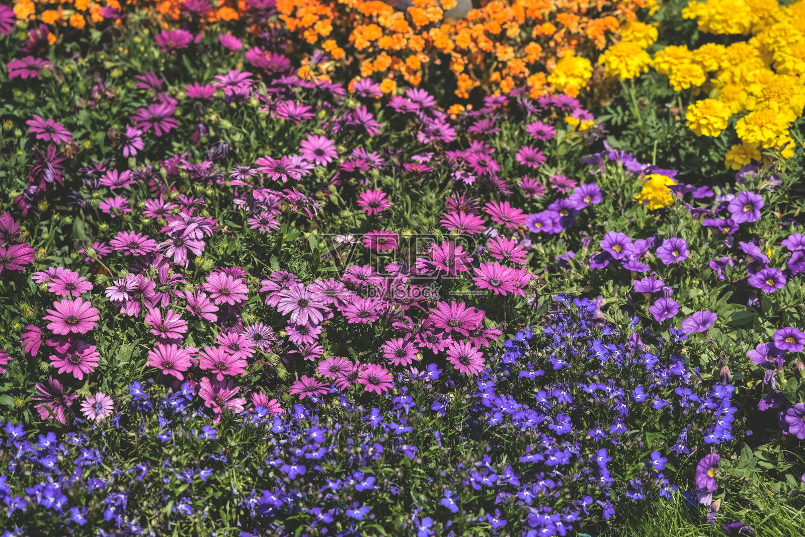 2023年3月10日景观设计家居花园，香港花卉展照片摄影图片