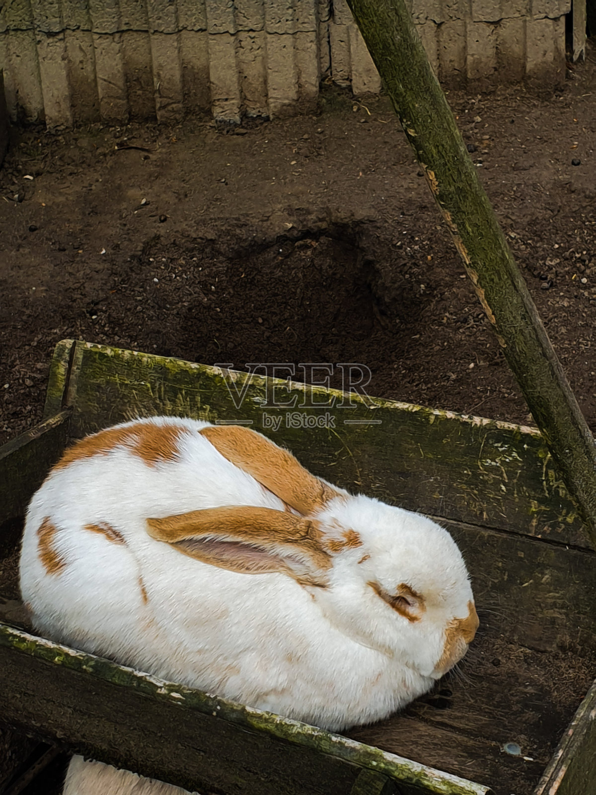 兔子照片摄影图片