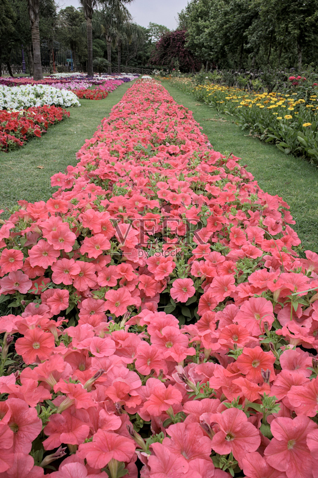 花园照片摄影图片