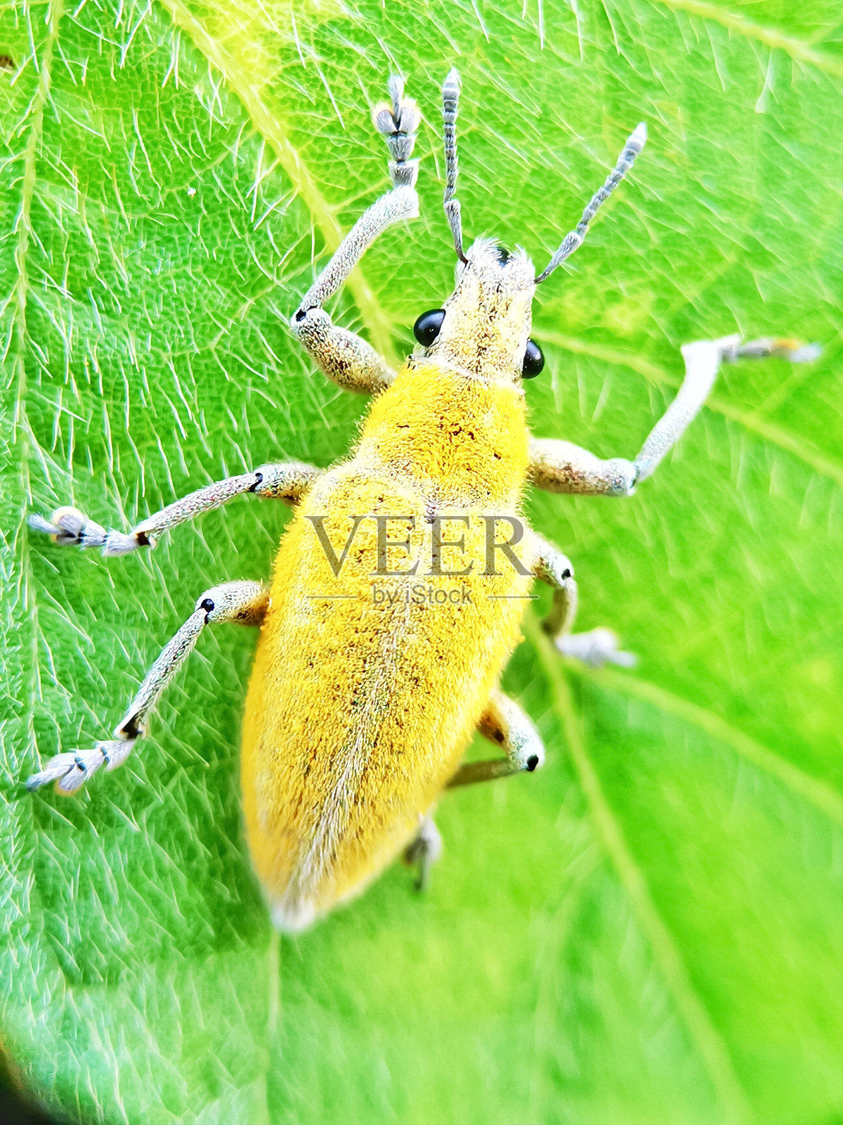 选择性聚焦象鼻虫在绿叶与模糊的背景照片摄影图片