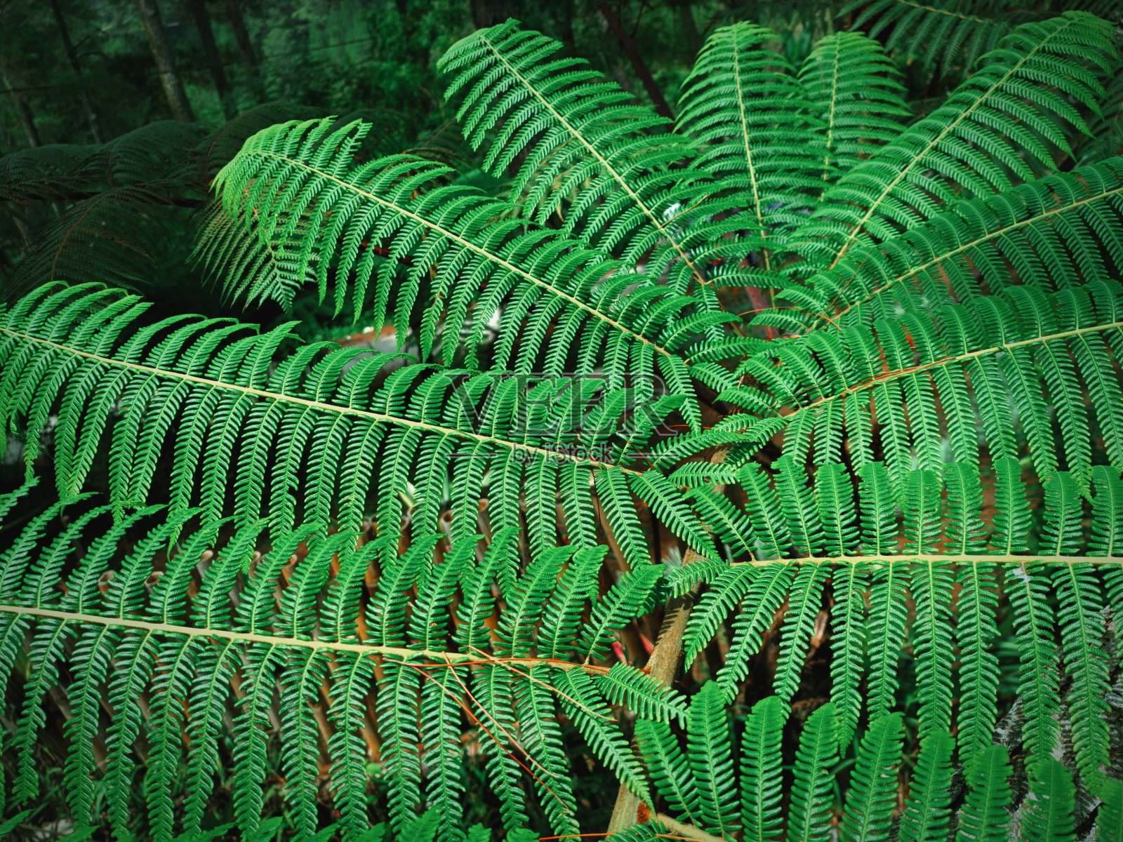 热带森林中的绿叶照片摄影图片
